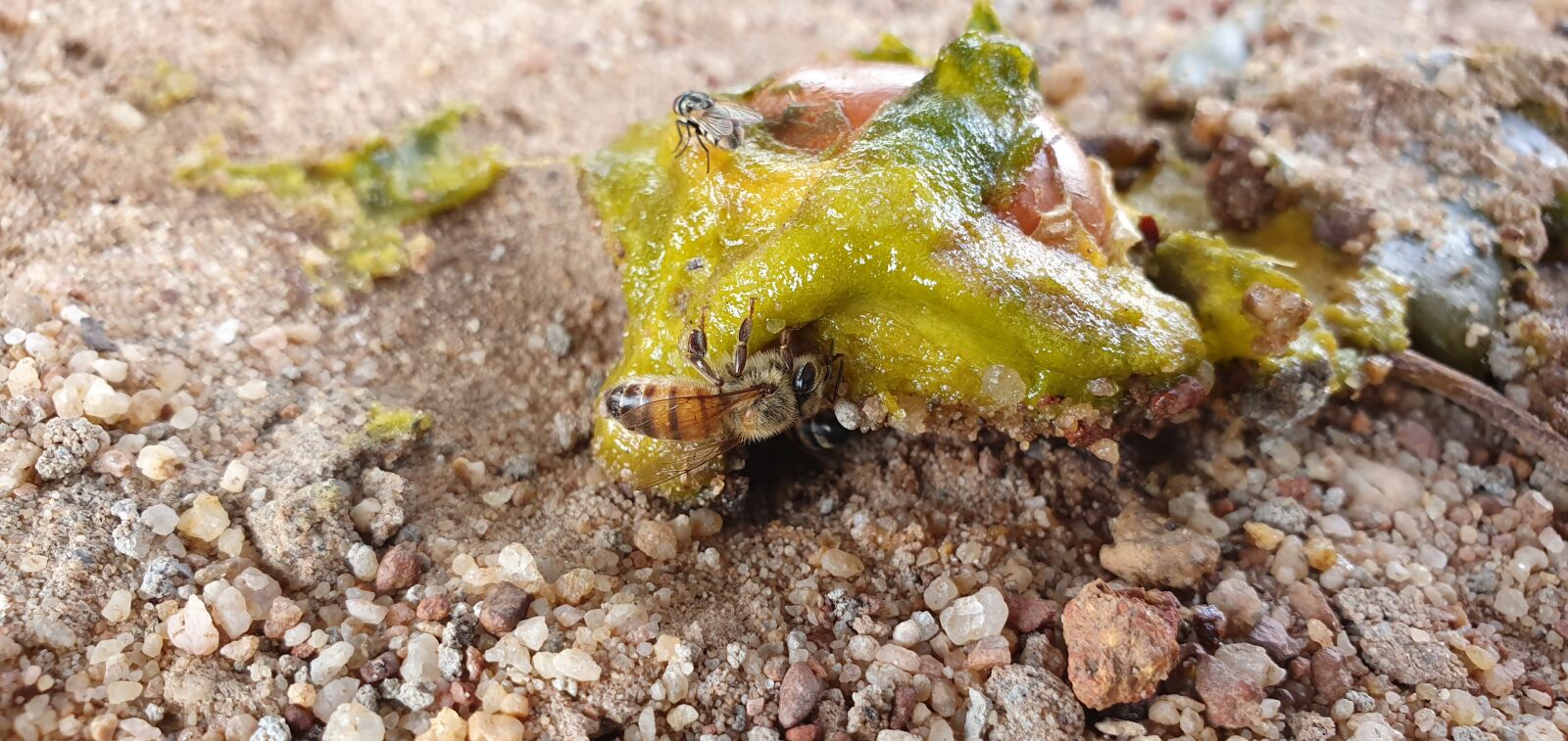 Samsung Galaxy S10 sample photo. Bee, nature, insect photography