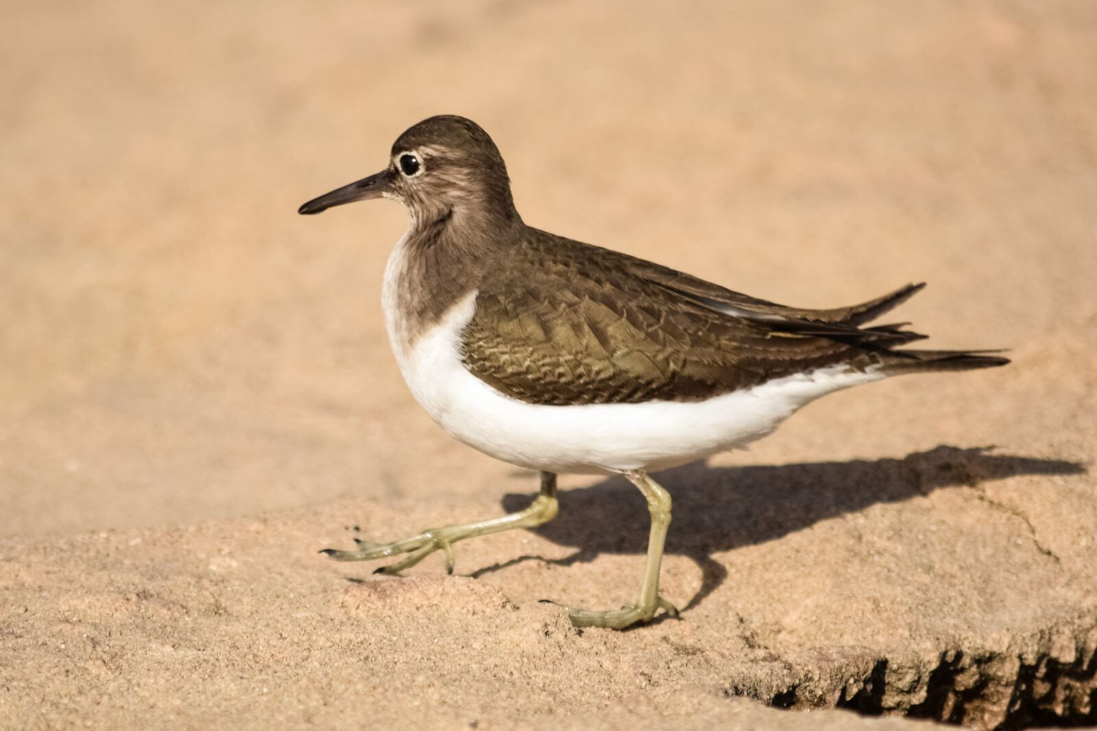 Nikon D3300 sample photo. Stint, bird, wildlife photography