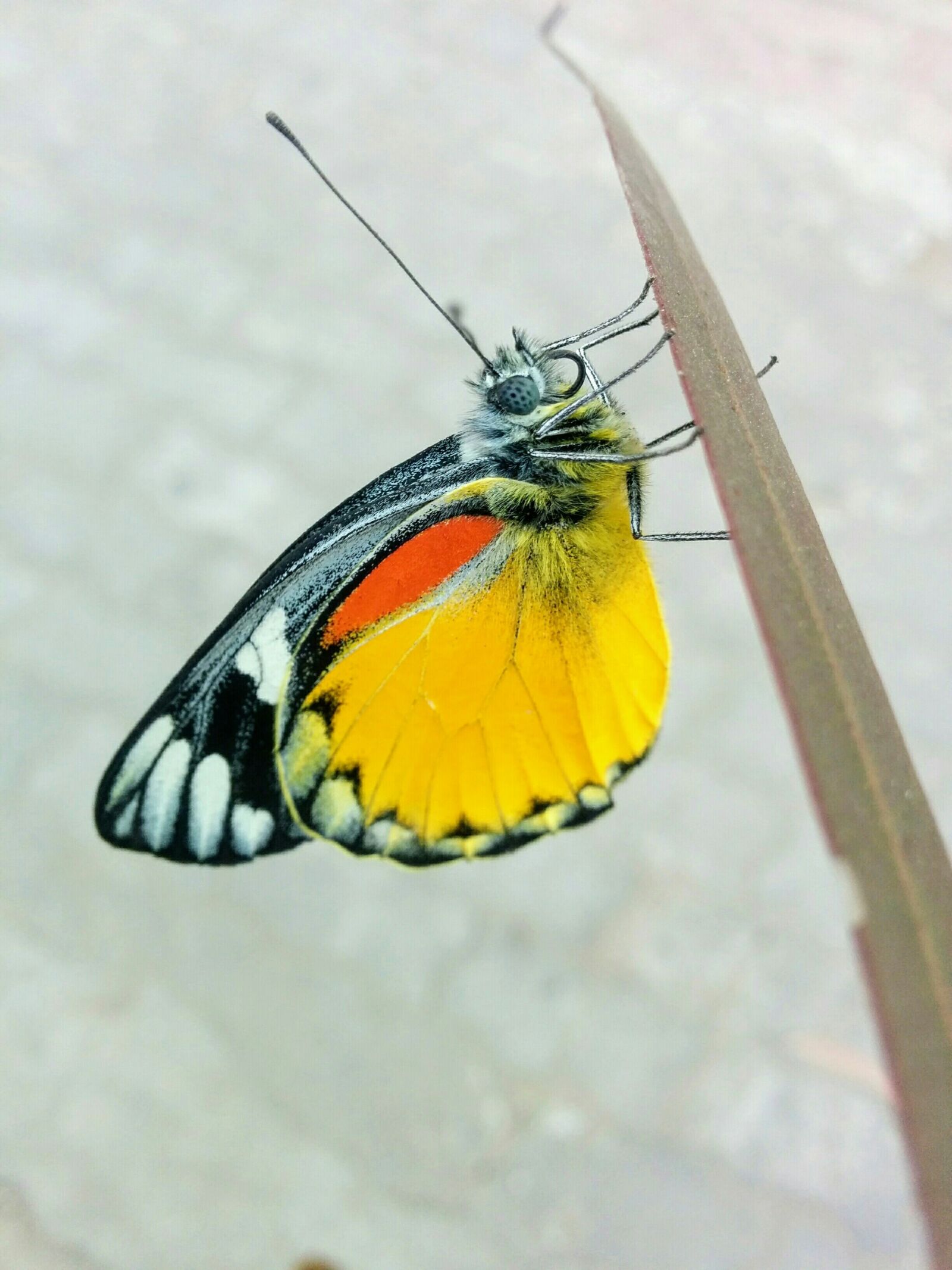 LG Nexus 5 sample photo. Butterfly, colorful, yellow photography