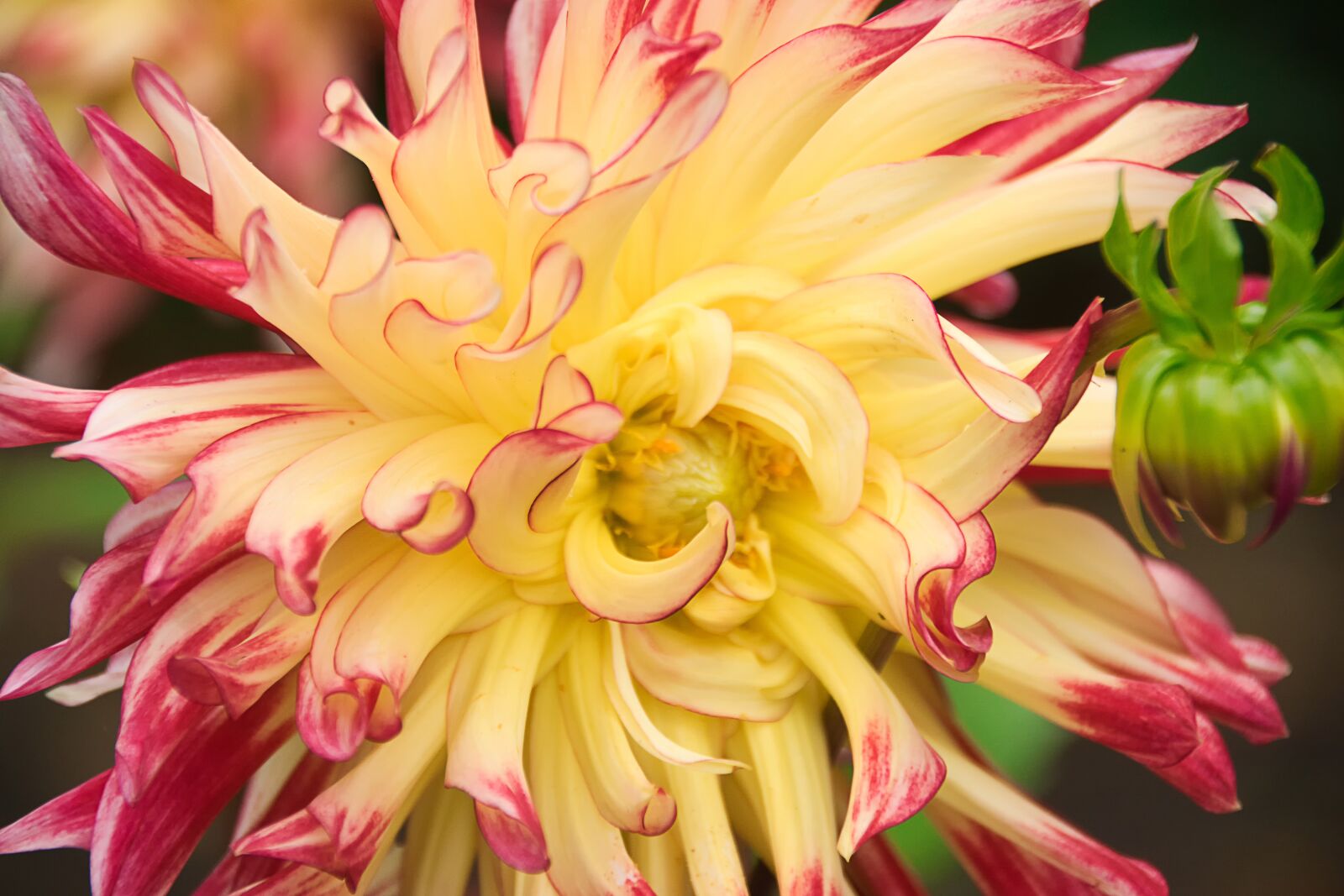 Sony ILCA-77M2 sample photo. Dahlia, red, close up photography