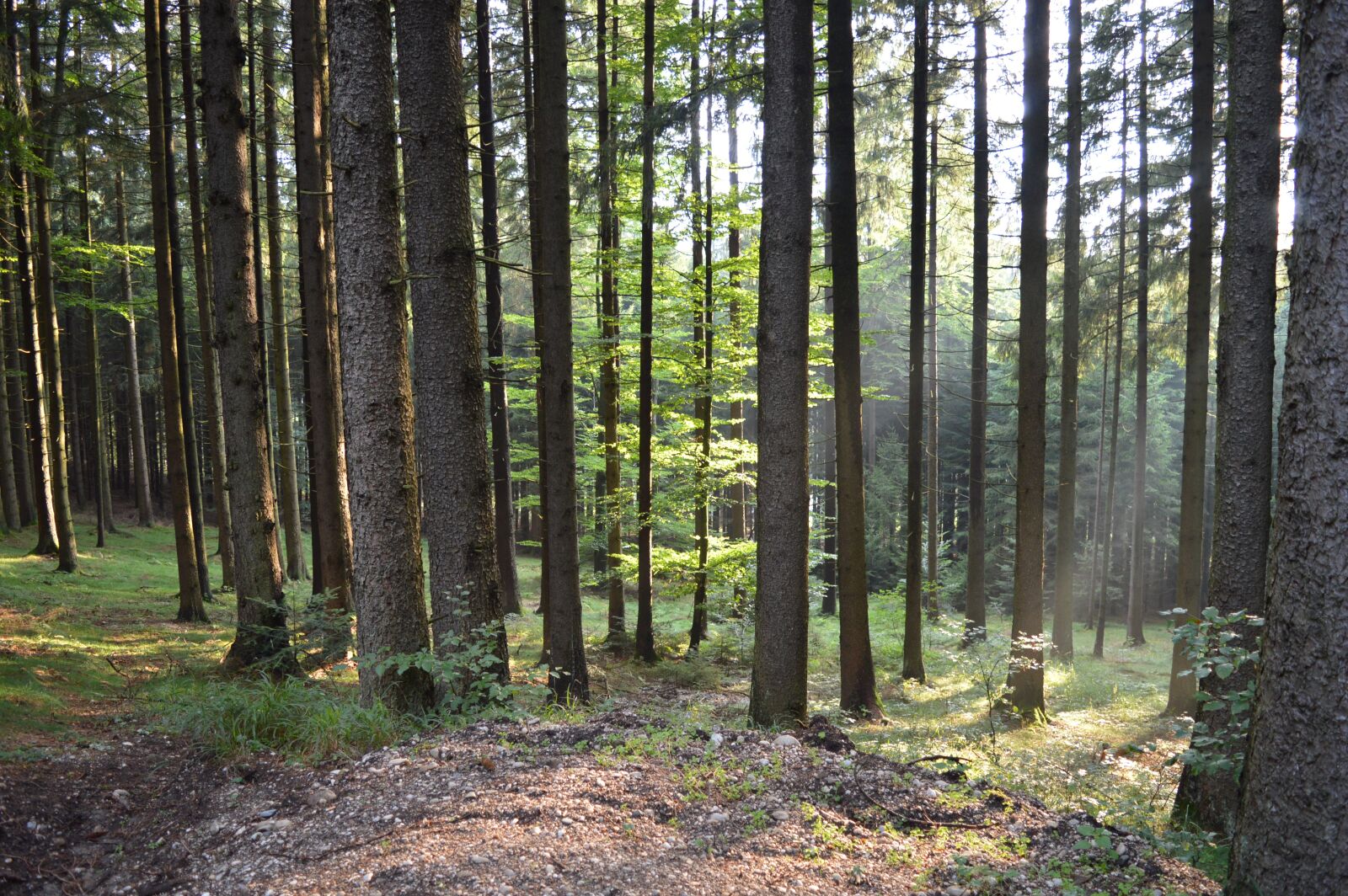 Nikon D3200 sample photo. Forest, sunlight, nature photography