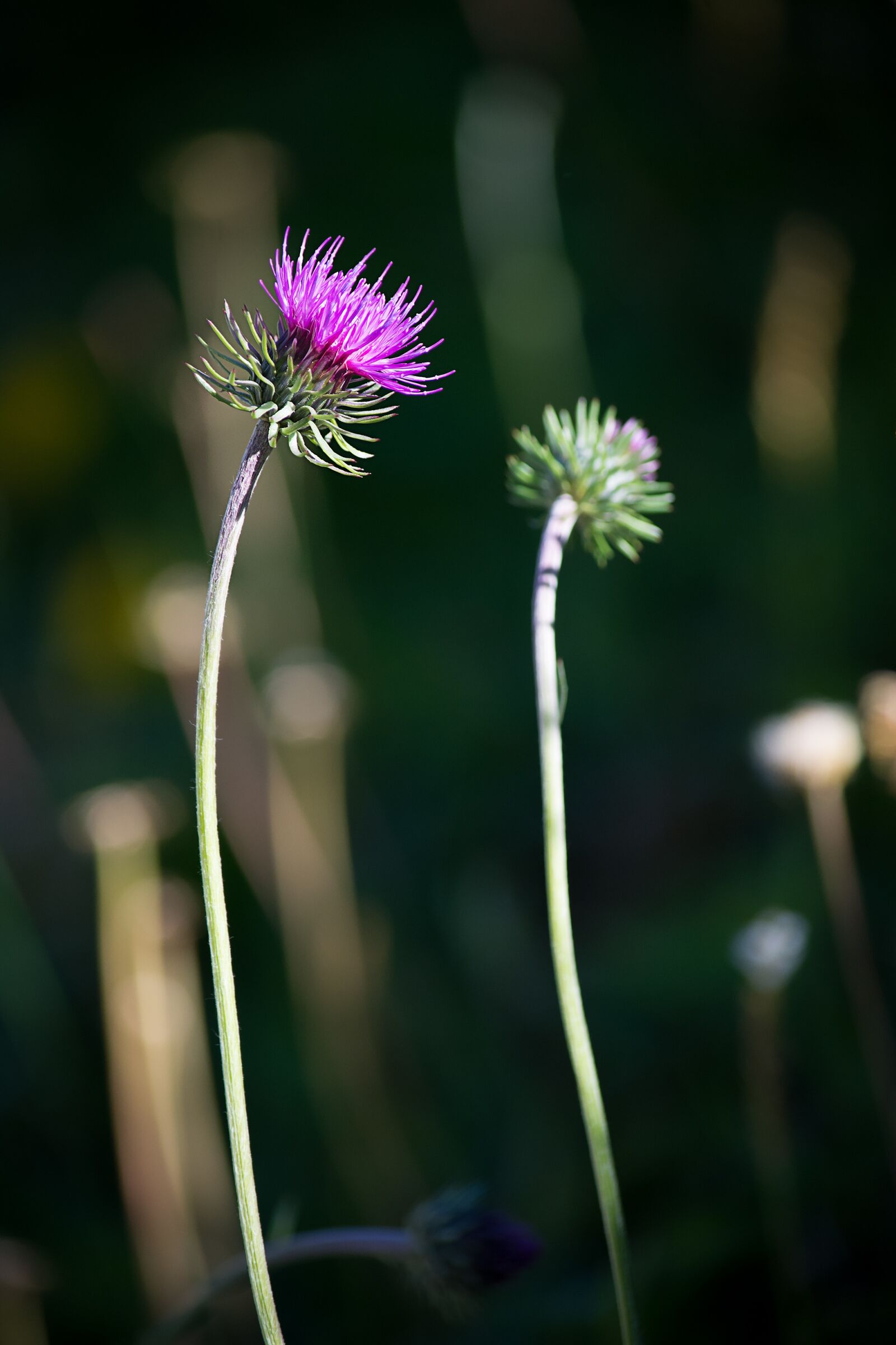 Nikon D7100 sample photo. Thistle, plant, wild plant photography