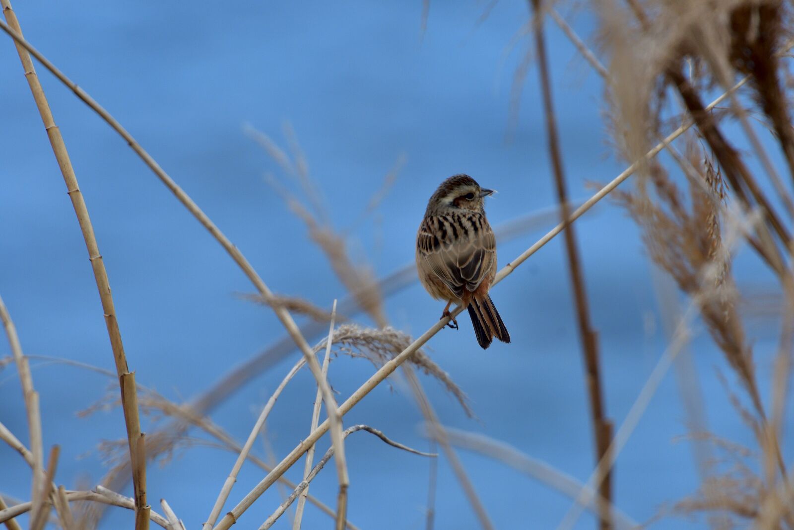 Nikon D500 sample photo. Natural, outdoors, sky photography