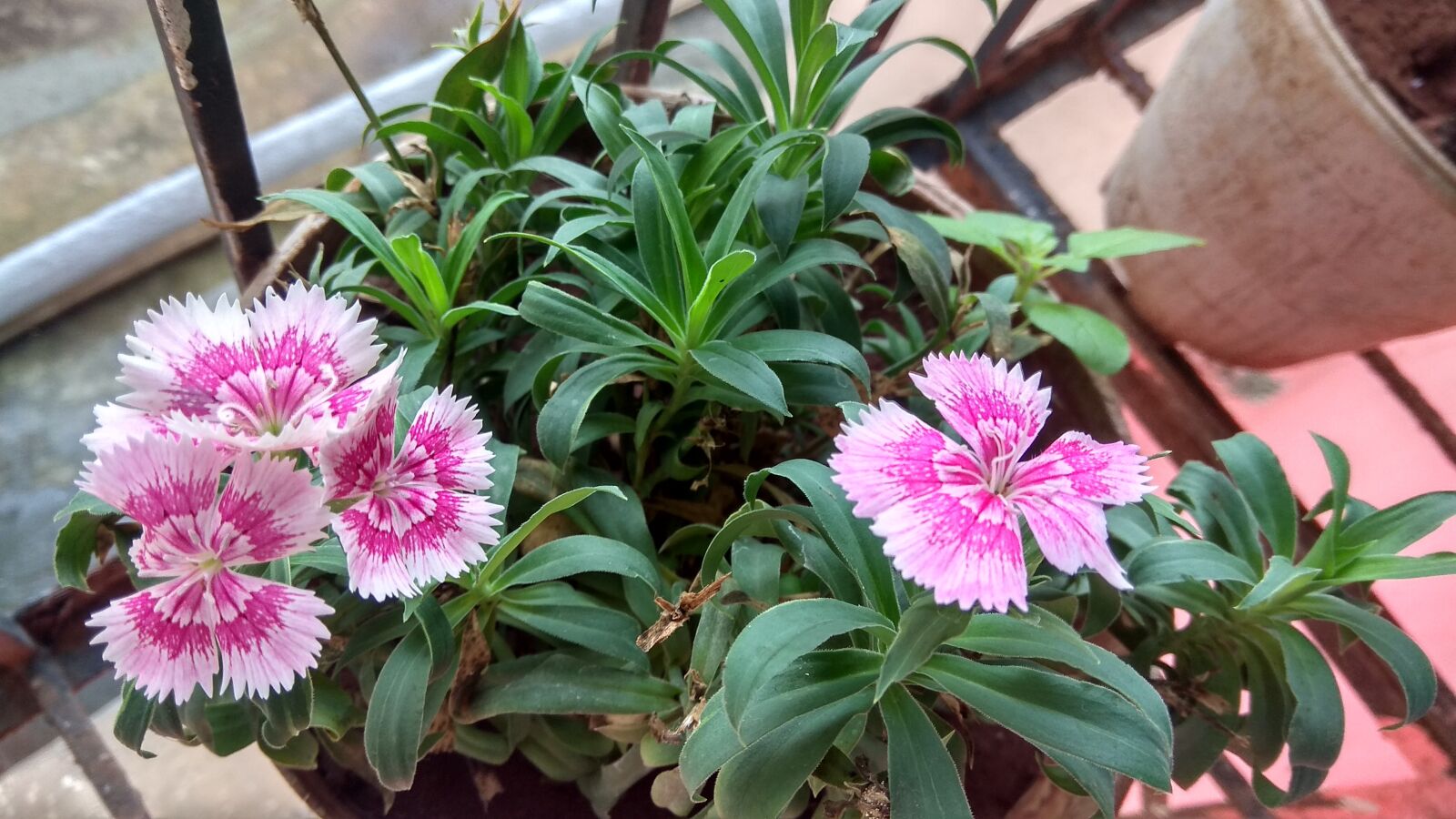 Xiaomi Redmi Note 4 sample photo. Flowers, home, indoor photography
