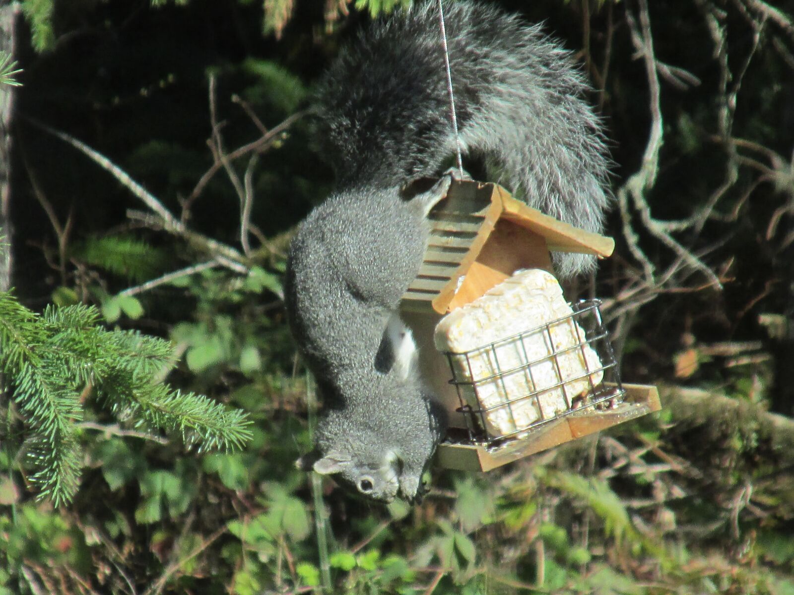 Canon PowerShot SX160 IS sample photo. Squirrel, ingenious, problem solving photography