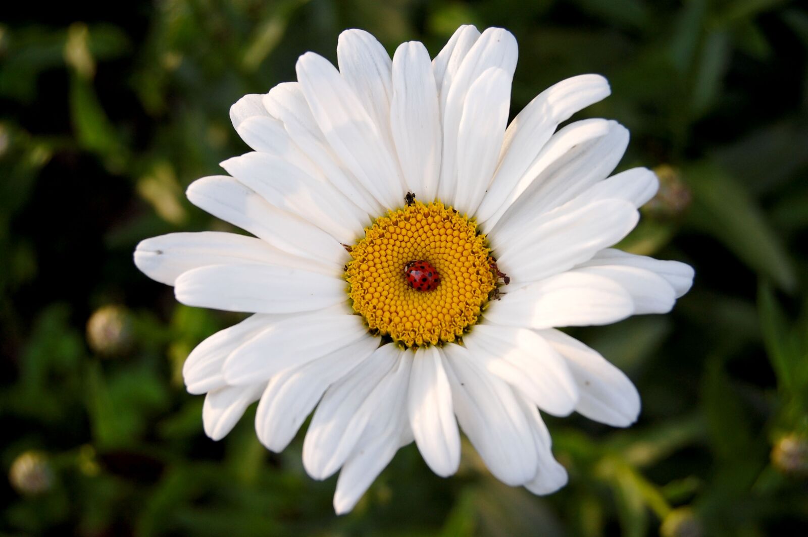 Nikon D40 sample photo. White, flower, beetle photography