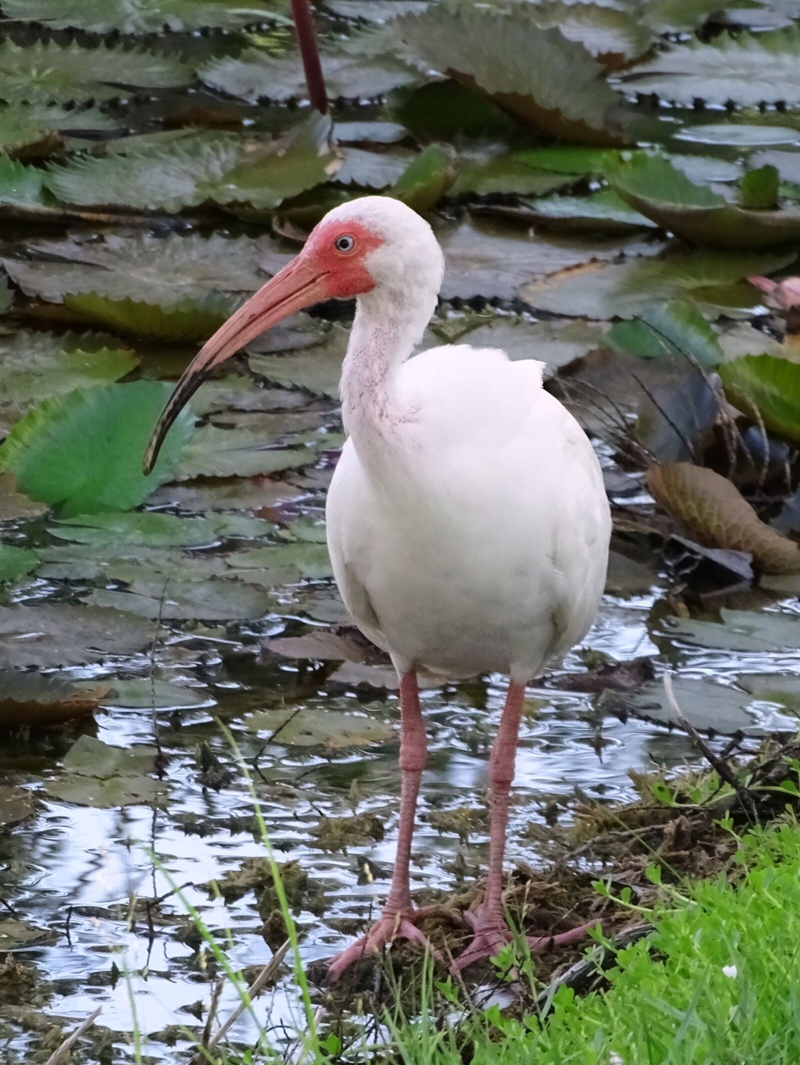 Sony Cyber-shot DSC-HX400V sample photo. Ibis, white, bird photography