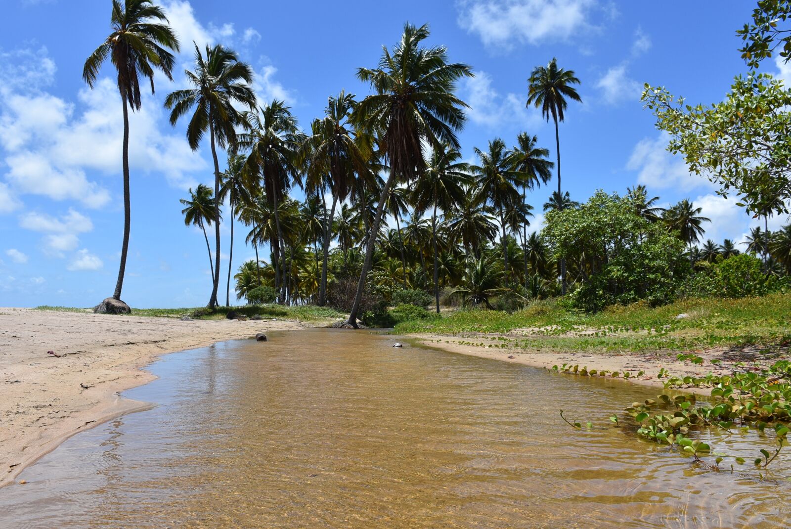 Nikon D7200 sample photo. The coast of alagoas photography