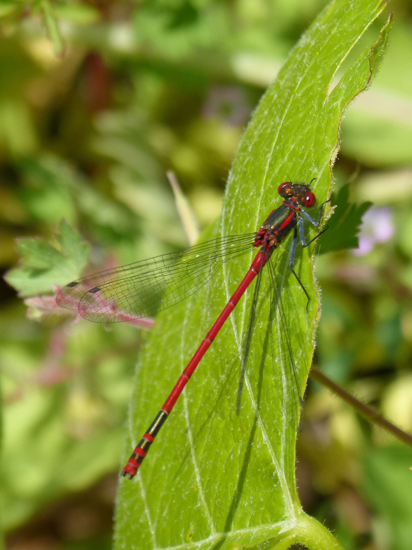 Panasonic DMC-FZ62 sample photo. Red dragonfly, pyrrhosoma nymphula photography