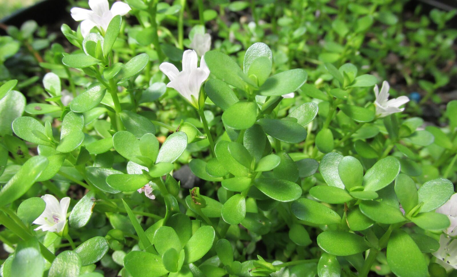 Canon PowerShot SX170 IS sample photo. Herb, memory herb, health photography