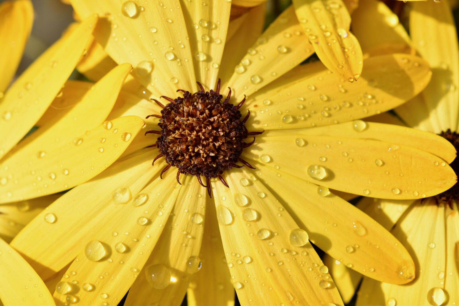 Nikon D5600 sample photo. Flower, petals, rain photography