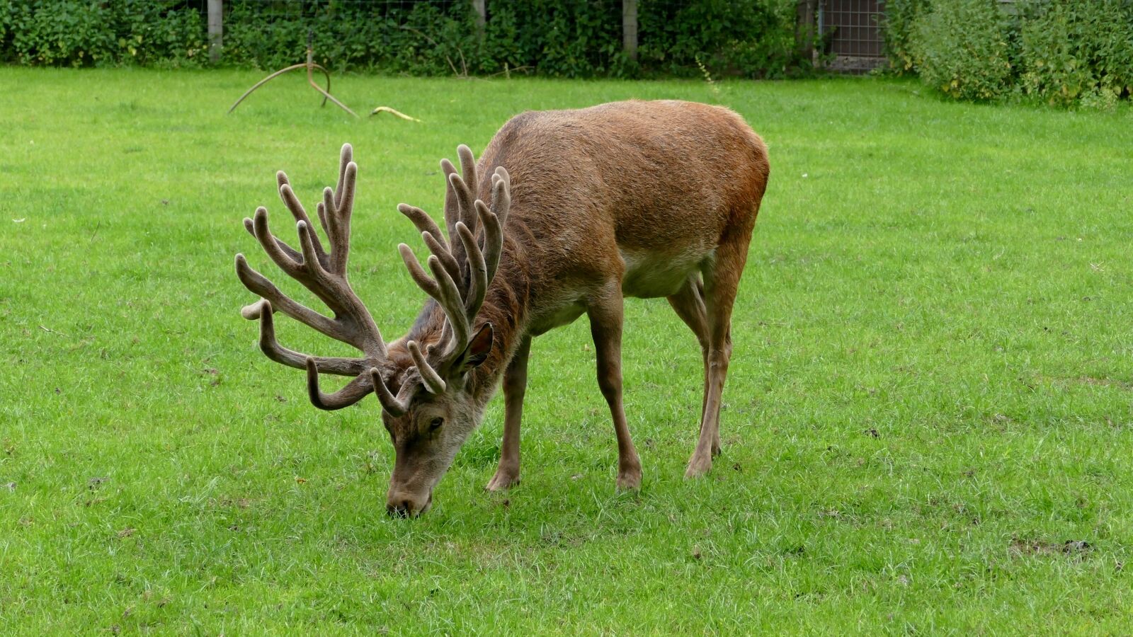 Panasonic Lumix DMC-FZ1000 sample photo. Hirsch, antler, animal photography