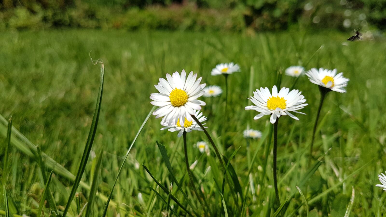 Samsung Galaxy S7 sample photo. Flower, meadow, rush photography