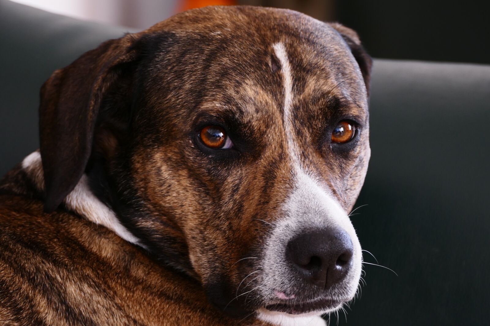 Panasonic Lumix DMC-FZ1000 sample photo. Dog, the head of photography