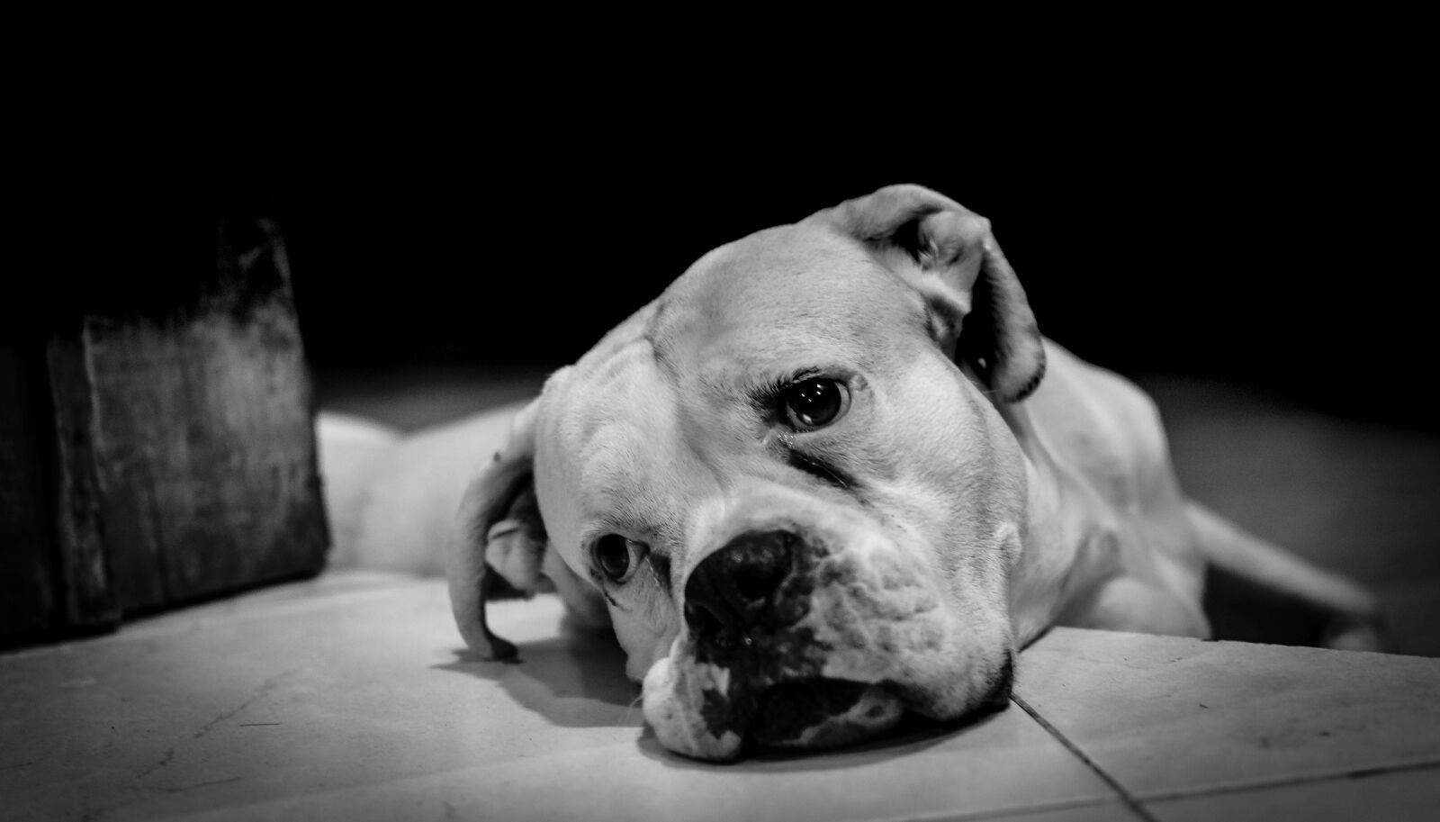 Nikon D5300 sample photo. Pet, dog, white photography
