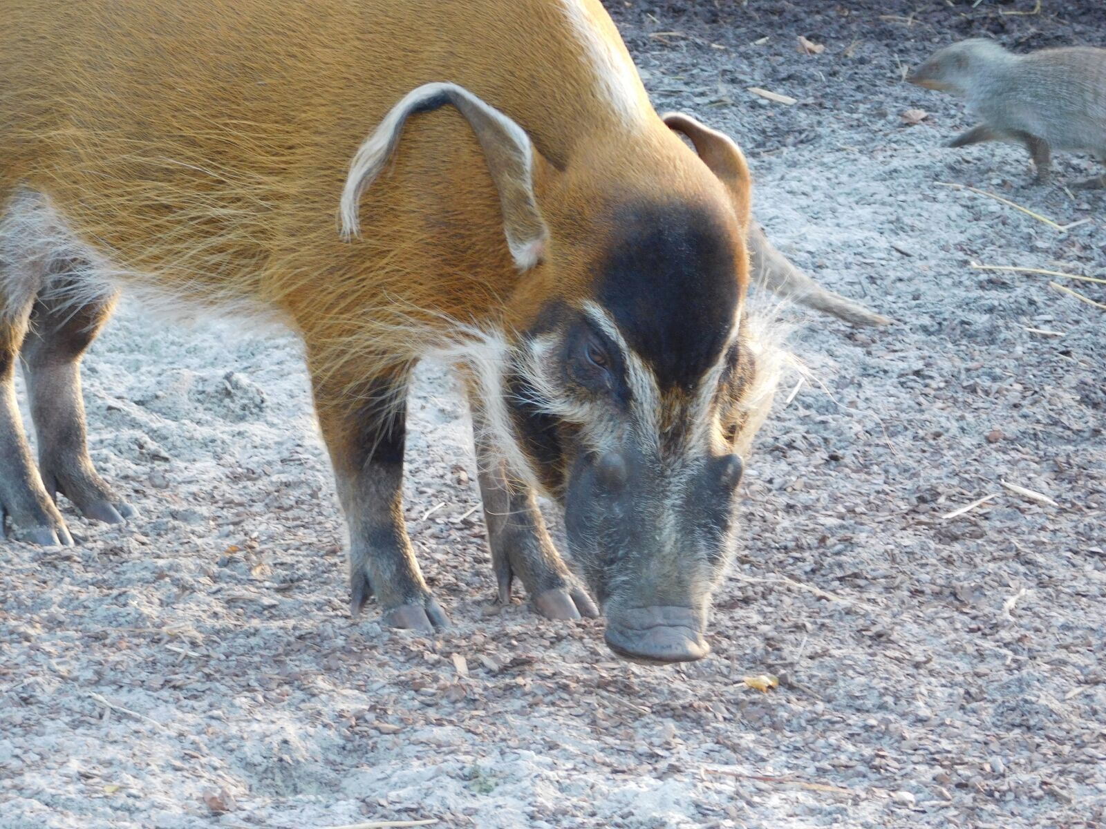 Nikon Coolpix L840 sample photo. Brush ear pig, zoo photography