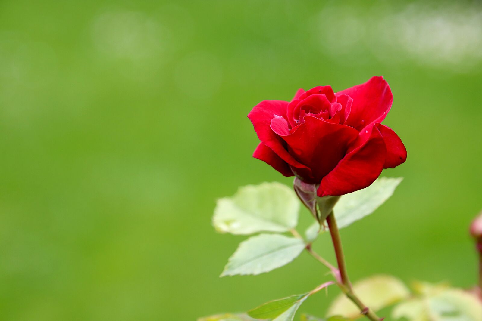 Canon EOS 800D (EOS Rebel T7i / EOS Kiss X9i) sample photo. Pink, roses, red color photography