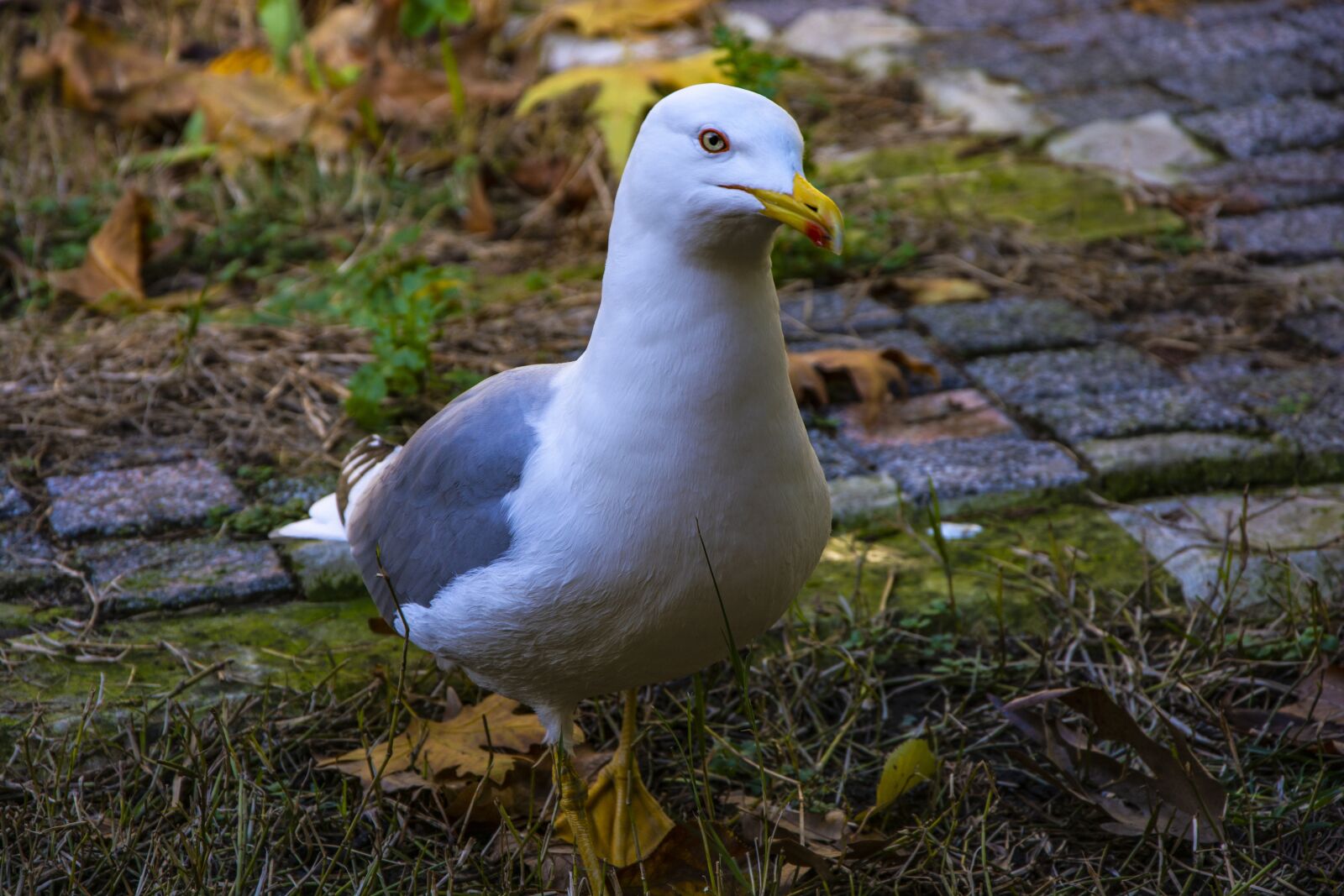 Nikon D5200 sample photo. Seagull, animal, bird photography
