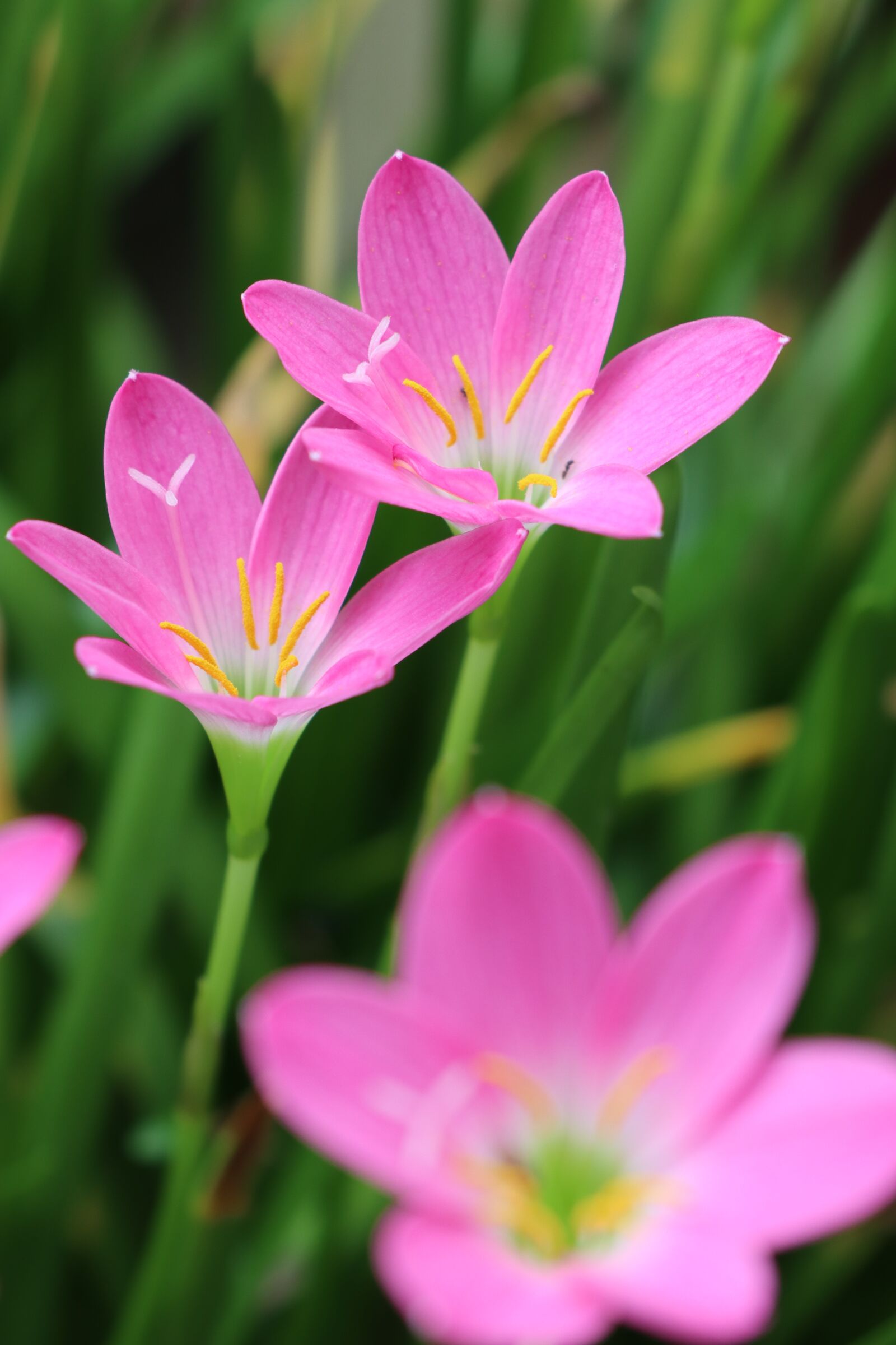 Canon EOS M6 sample photo. Windy flowers, couple, cute photography