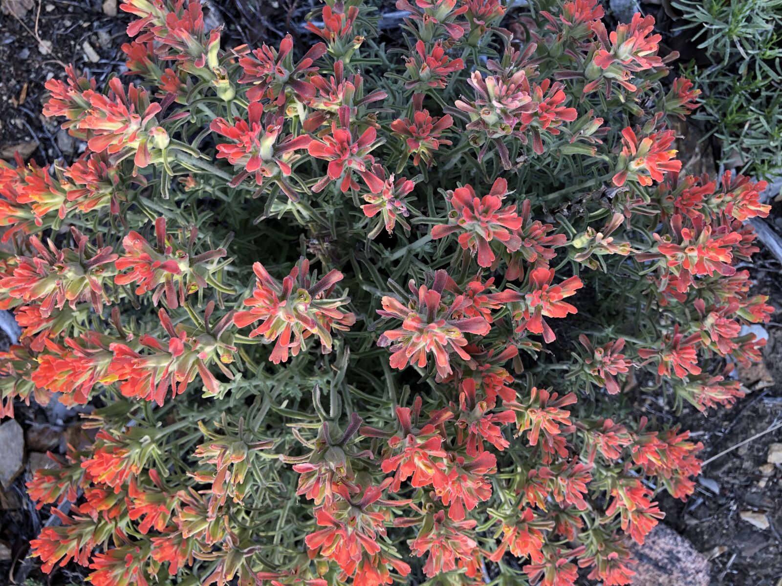 Apple iPhone 8 sample photo. Flower, red, desert photography