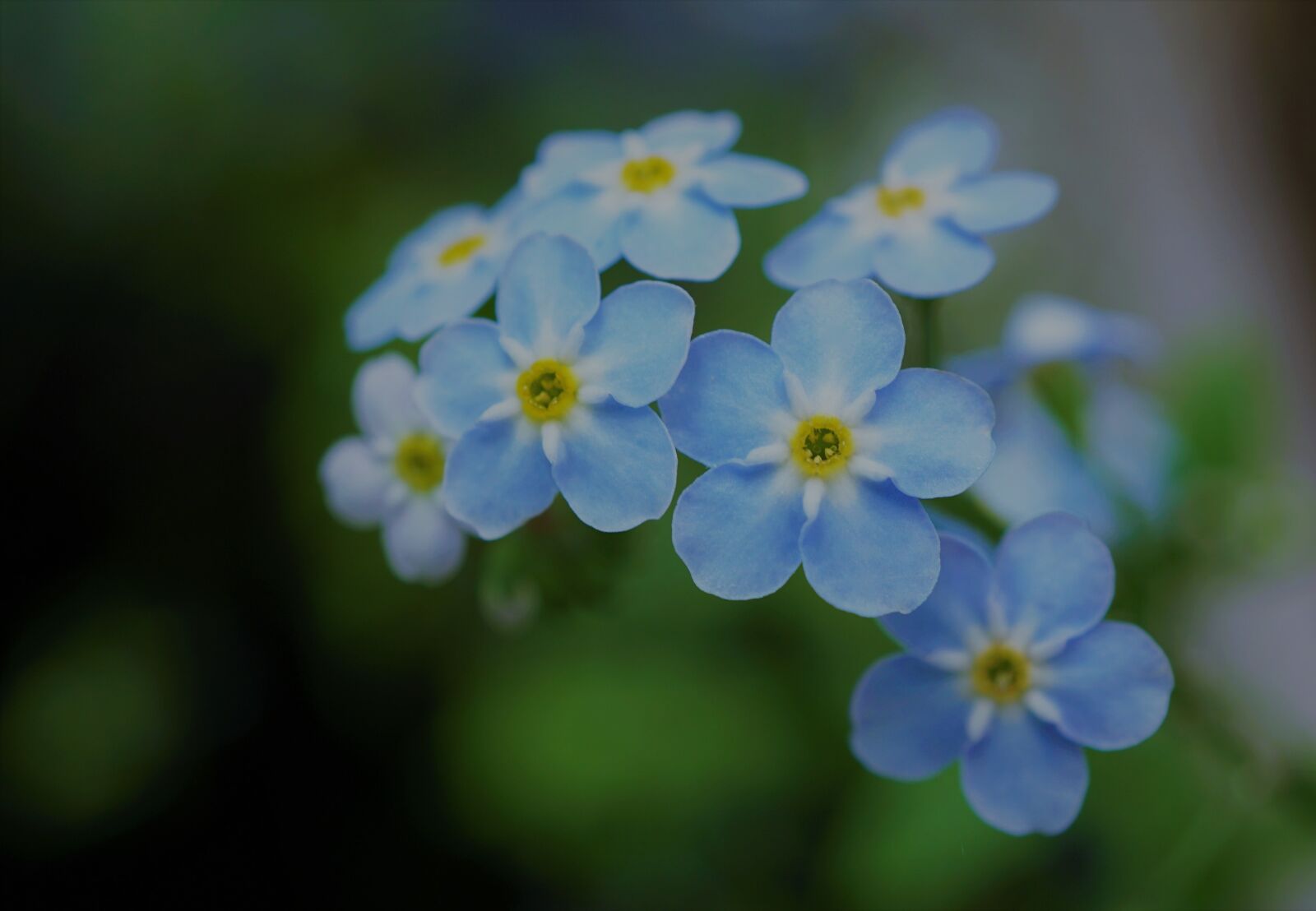 Sony E 30mm F3.5 Macro sample photo. Blue floral, tiny, small photography