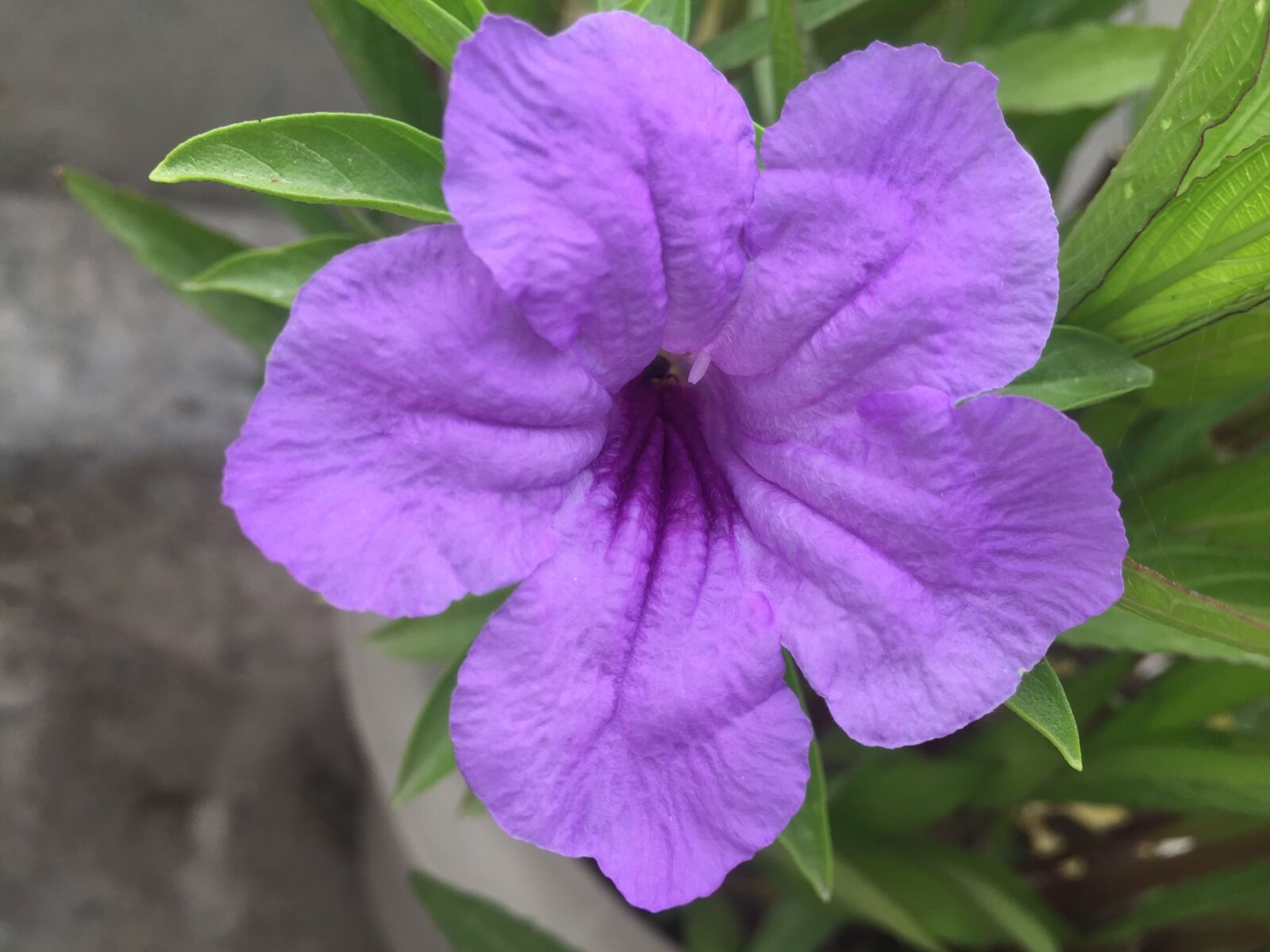 Apple iPhone 6 sample photo. Petunia, purple flower, flower photography