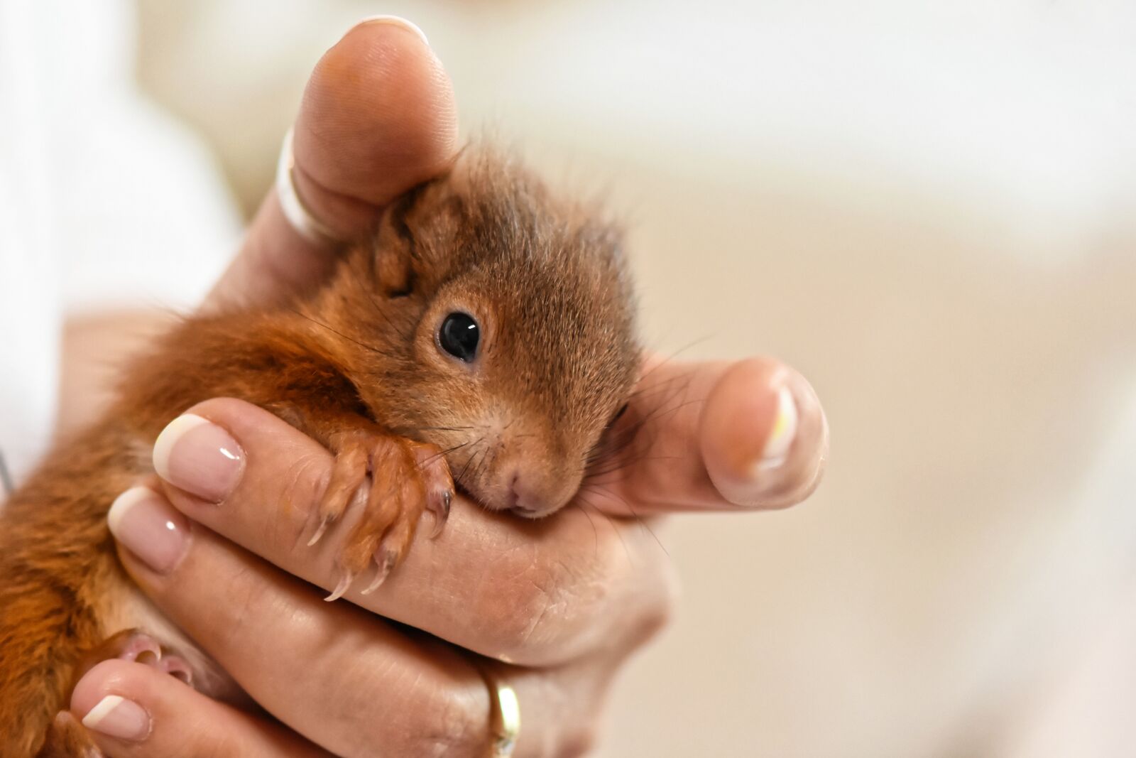 Nikon D7200 sample photo. Squirrel, young animal, small photography