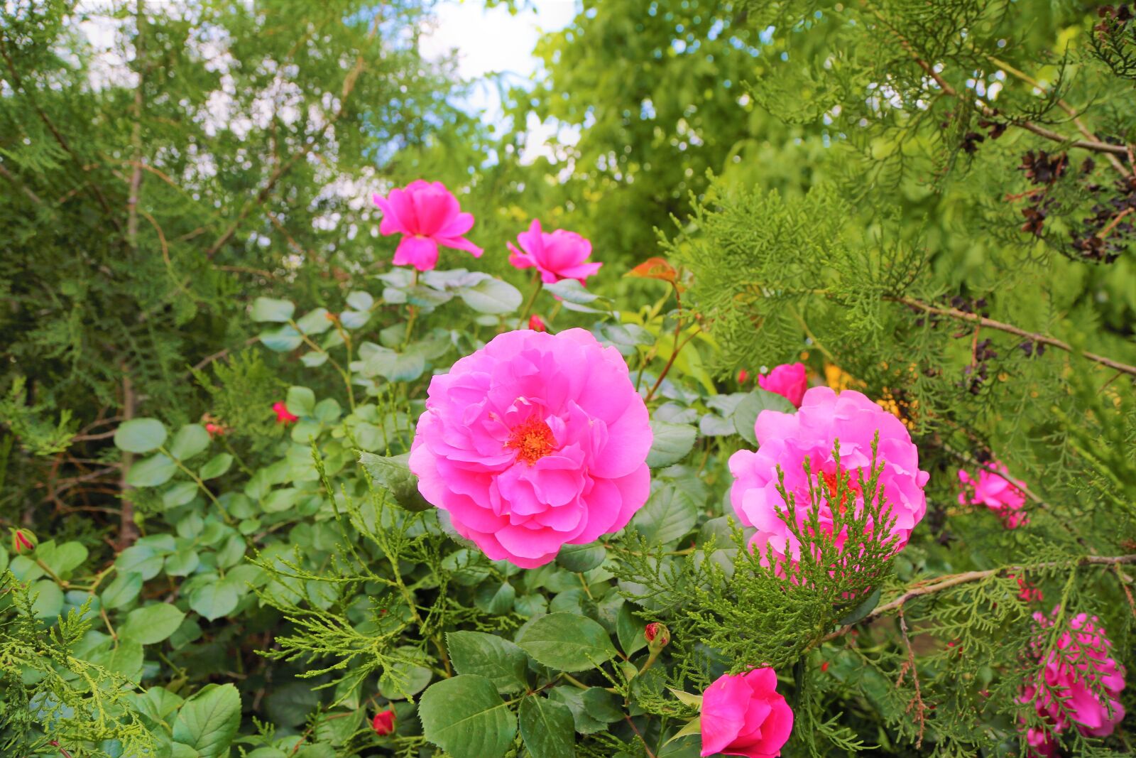 Canon EF 24-105mm F4L IS USM sample photo. Rose, pink roses, greens photography