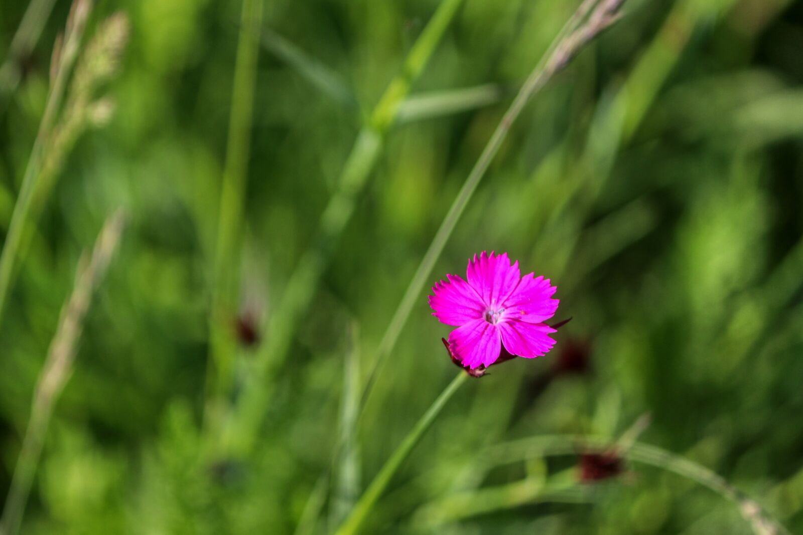 Canon EOS 80D + Canon EF-S 55-250mm F4-5.6 IS II sample photo. Flower, meadow, nature photography