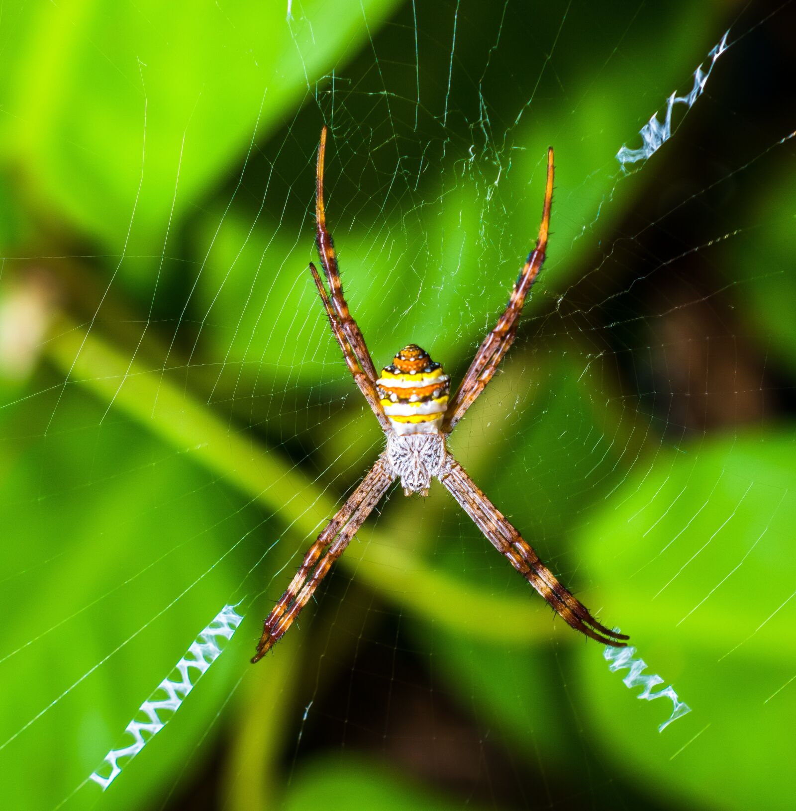 Nikon D5200 sample photo. Spider, arachnid, web photography