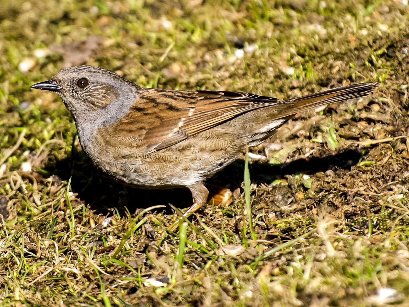 Olympus E-3 sample photo. Dunnock, bird, songbird photography
