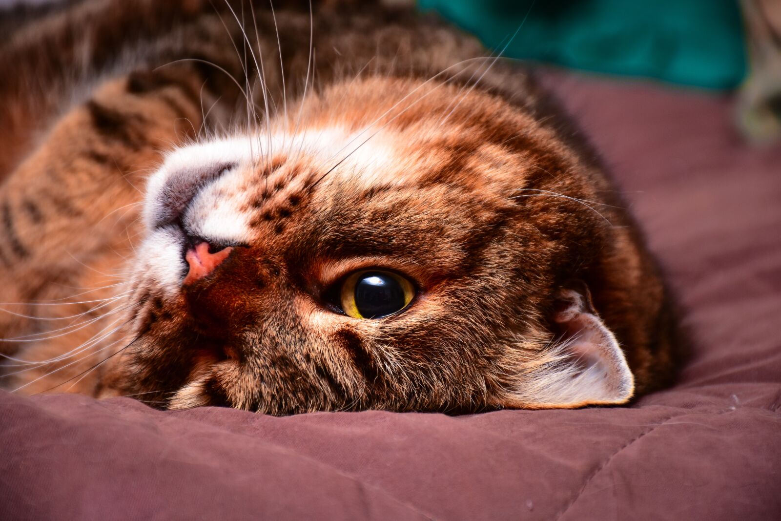 Nikon D7200 sample photo. Cat, feline, animal photography