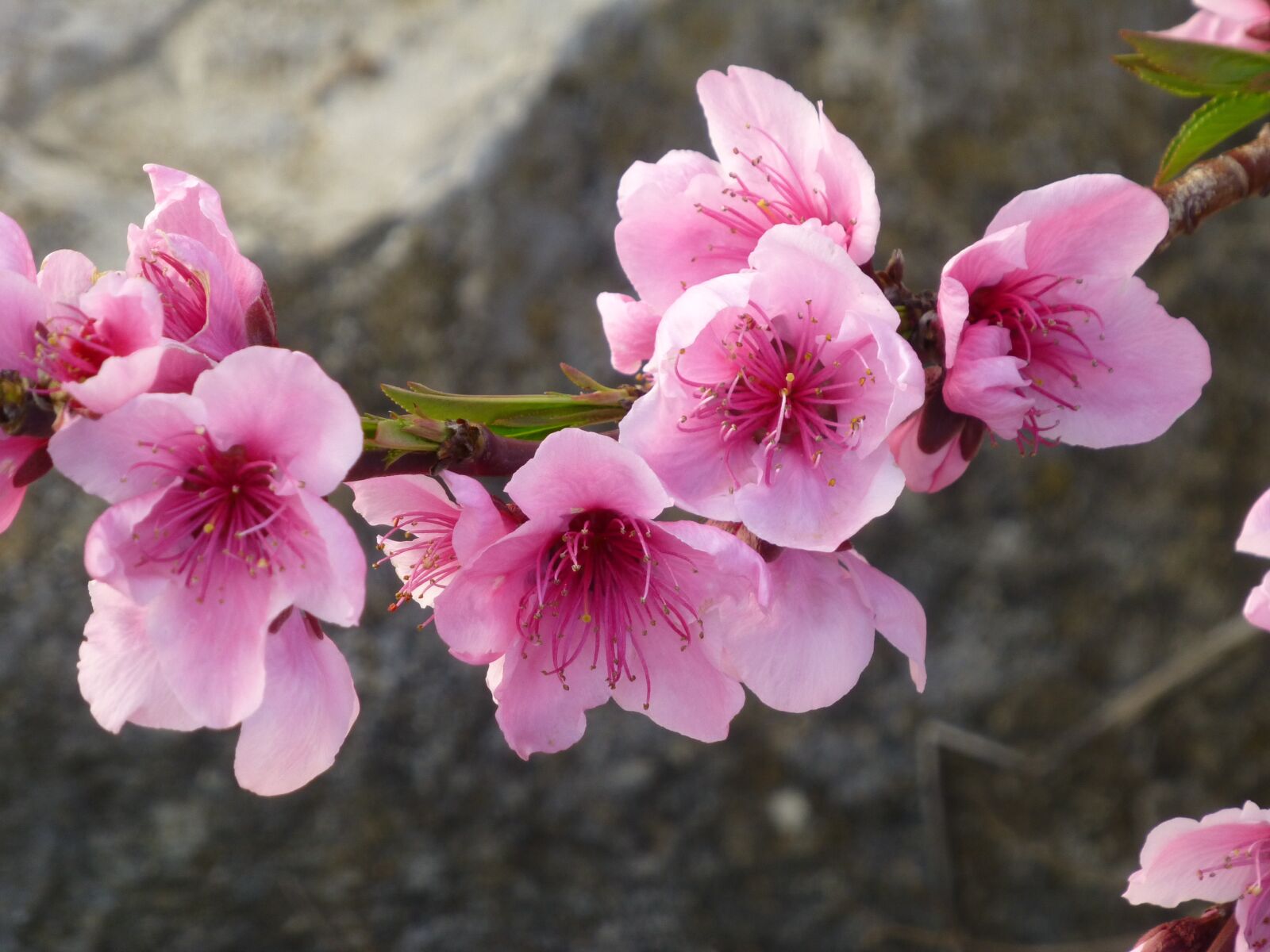 Panasonic DMC-TZ31 sample photo. Almond blossom, spring, pink photography