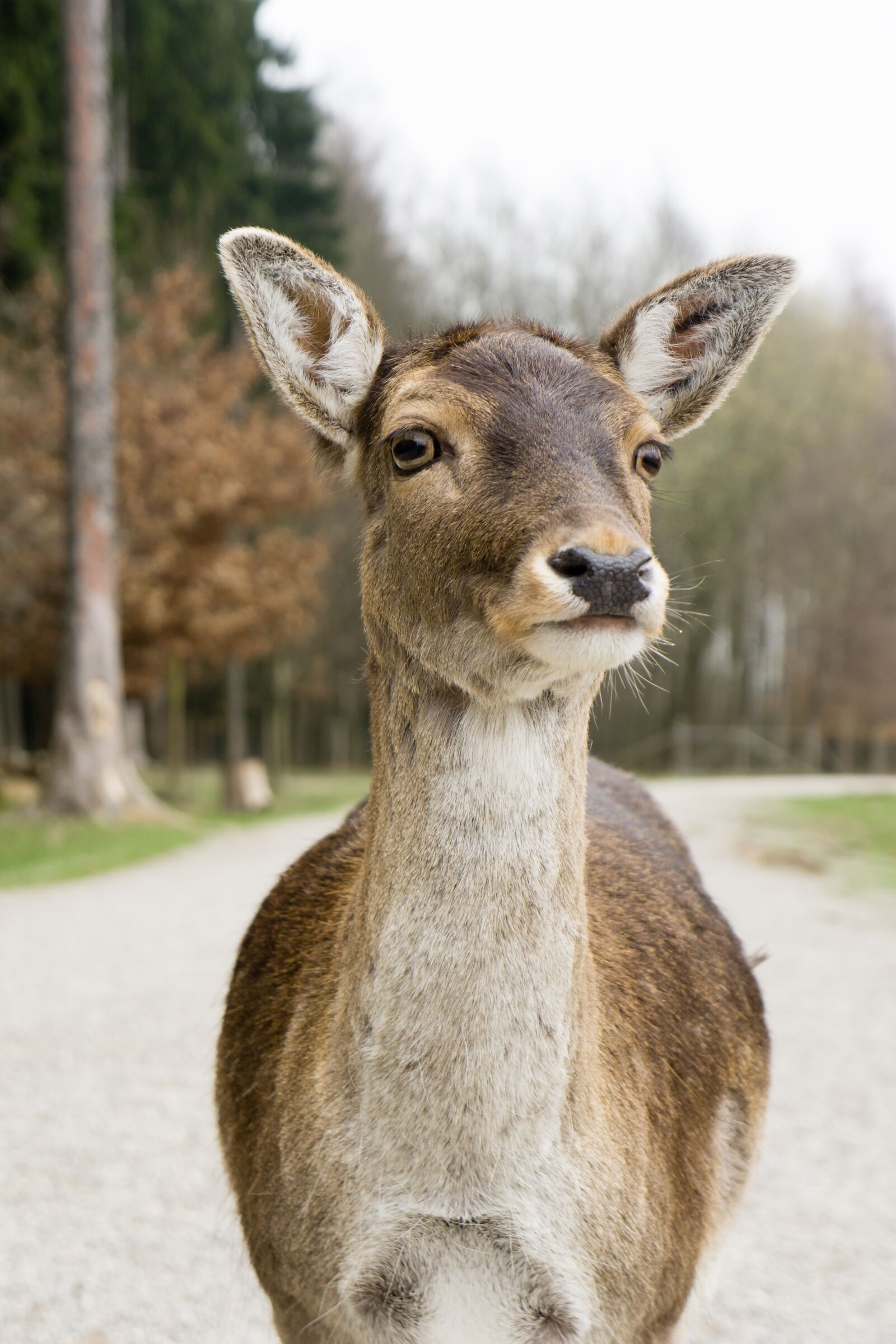 Sony a6000 + Sony E 18-55mm F3.5-5.6 OSS sample photo. Animals, doe, portrait photography