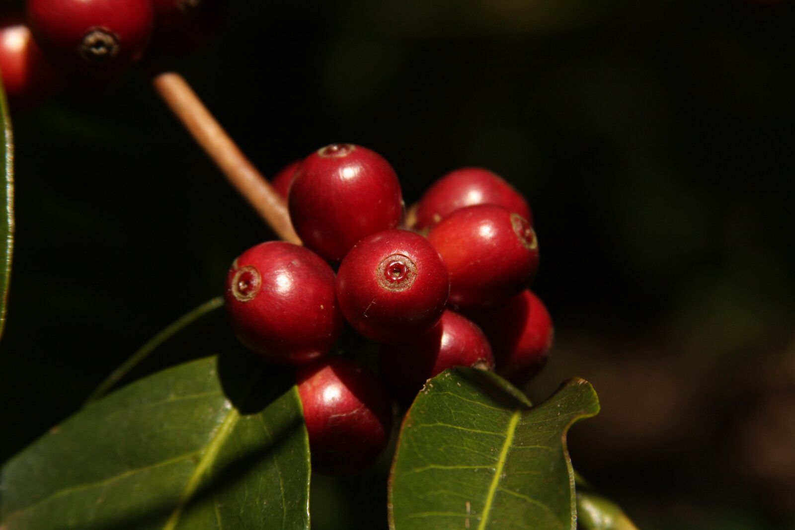 Canon EOS 40D sample photo. Coffee, natural, color photography