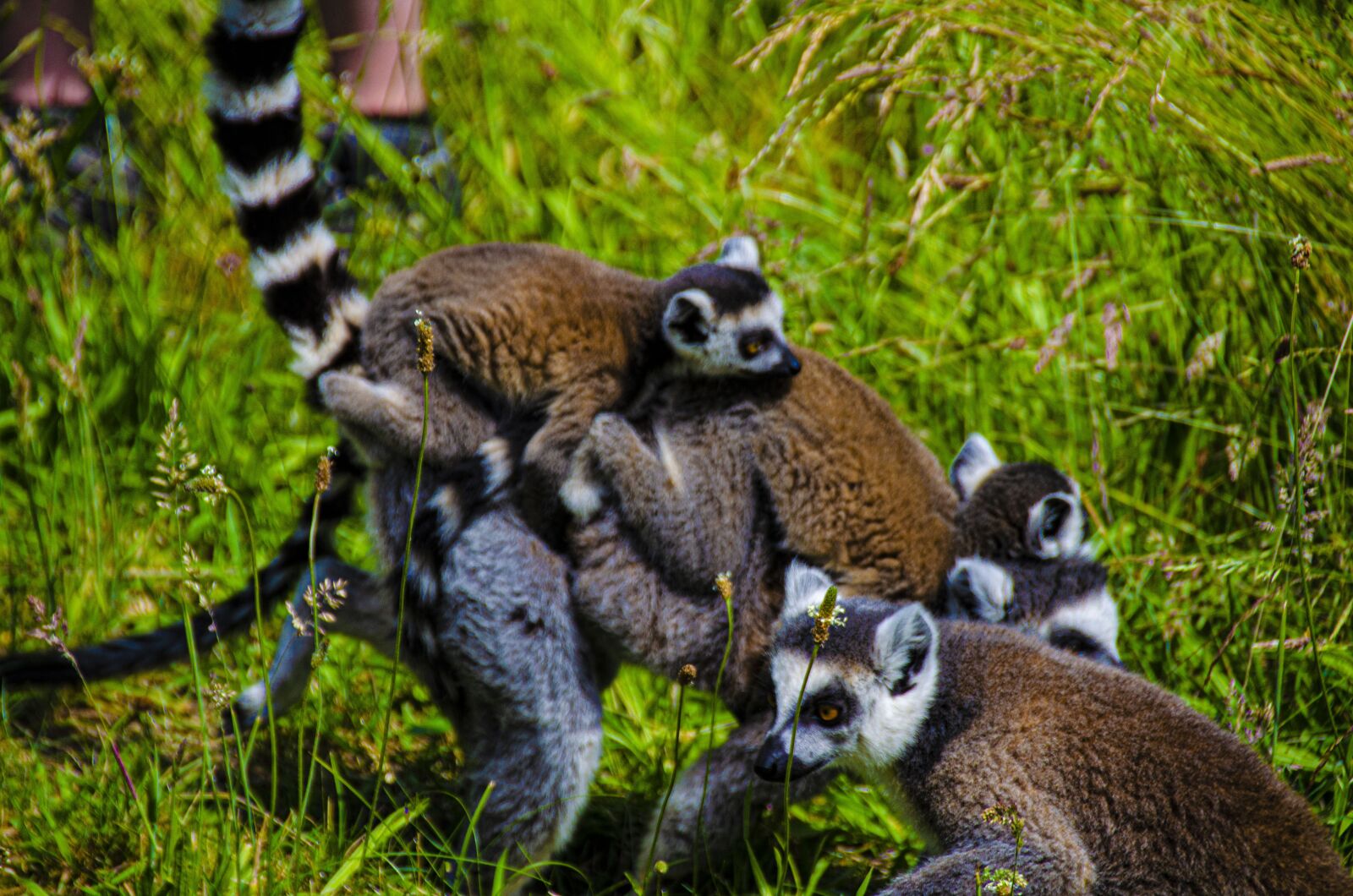 Nikon D5100 sample photo. Lemur, black lemur, mammals photography
