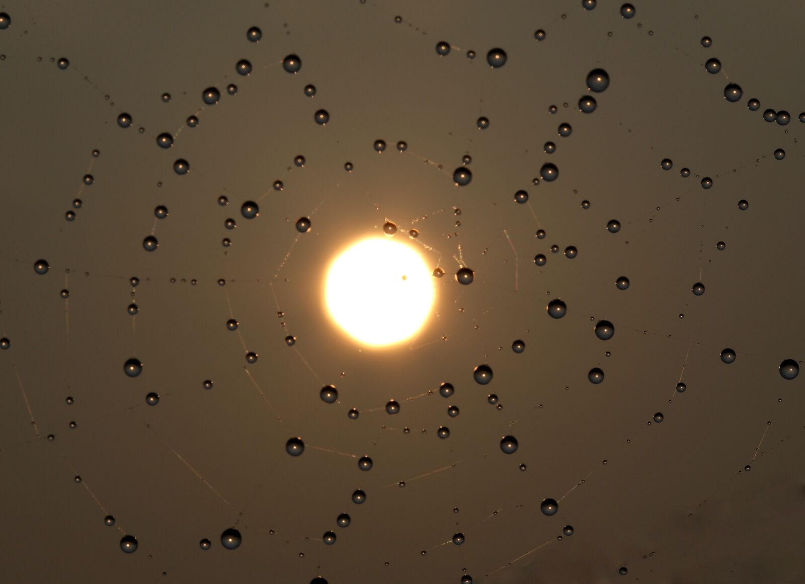 Canon EF-S 60mm F2.8 Macro USM sample photo. Sunrise, spider web, drops photography