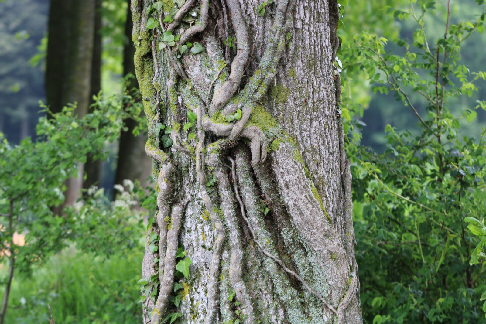 Canon EF75-300mm f/4-5.6 sample photo. Tree, trunk, nature photography