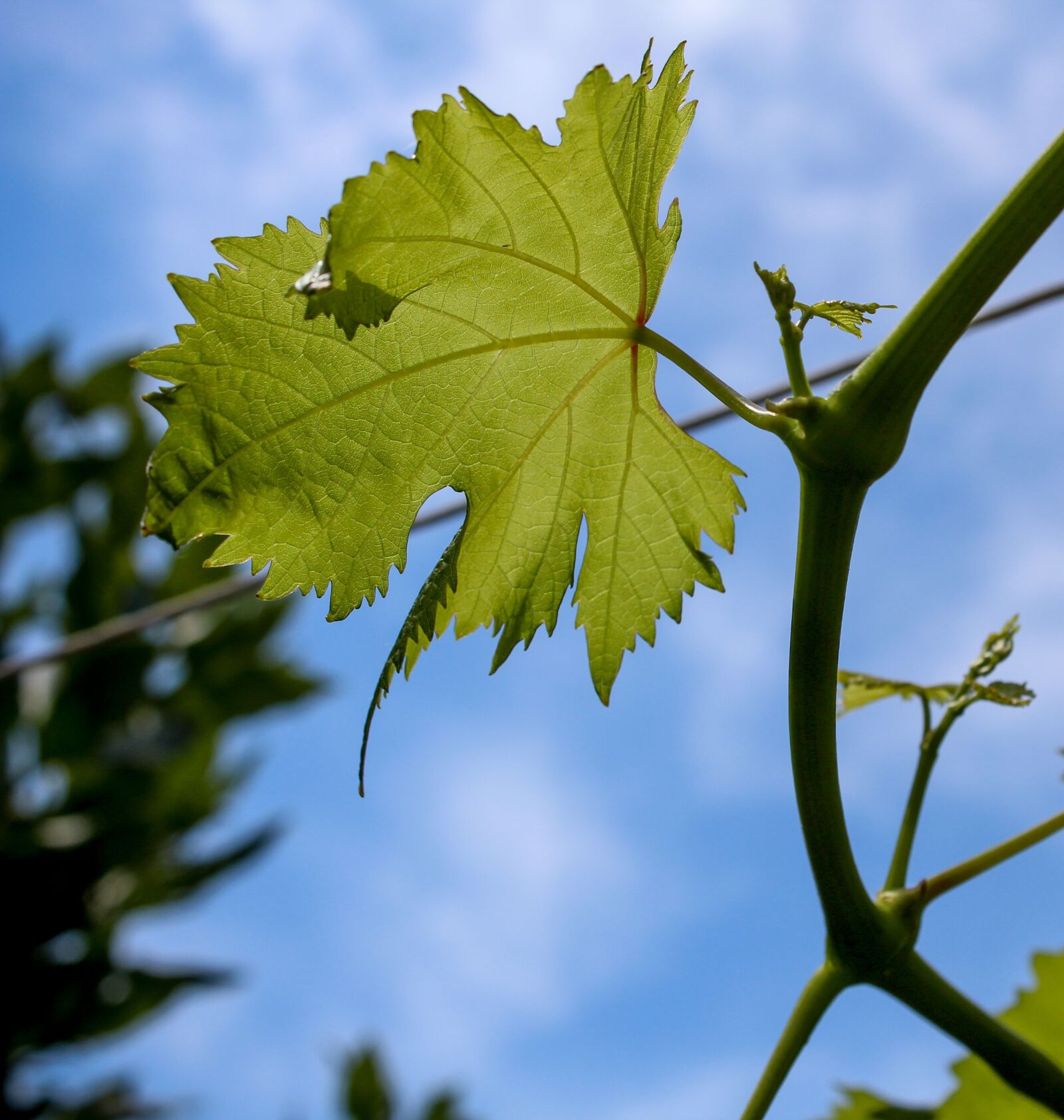 Canon EOS 1300D (EOS Rebel T6 / EOS Kiss X80) sample photo. Grapes, screw, green photography
