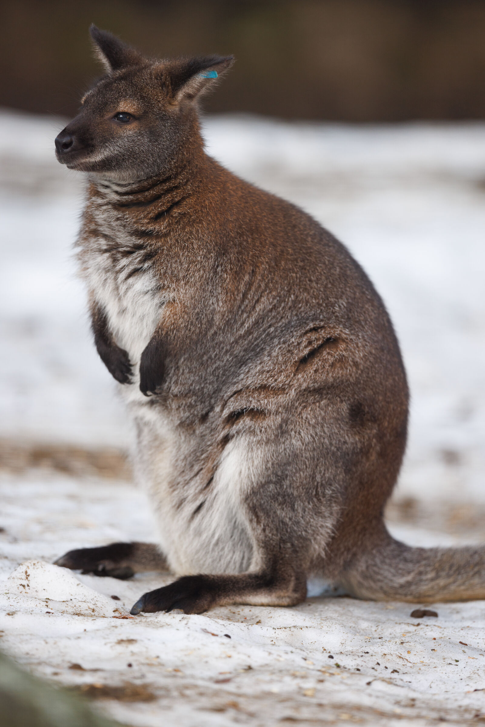 Canon RF 400mm F2.8L IS USM sample photo. Winter kangaroo photography