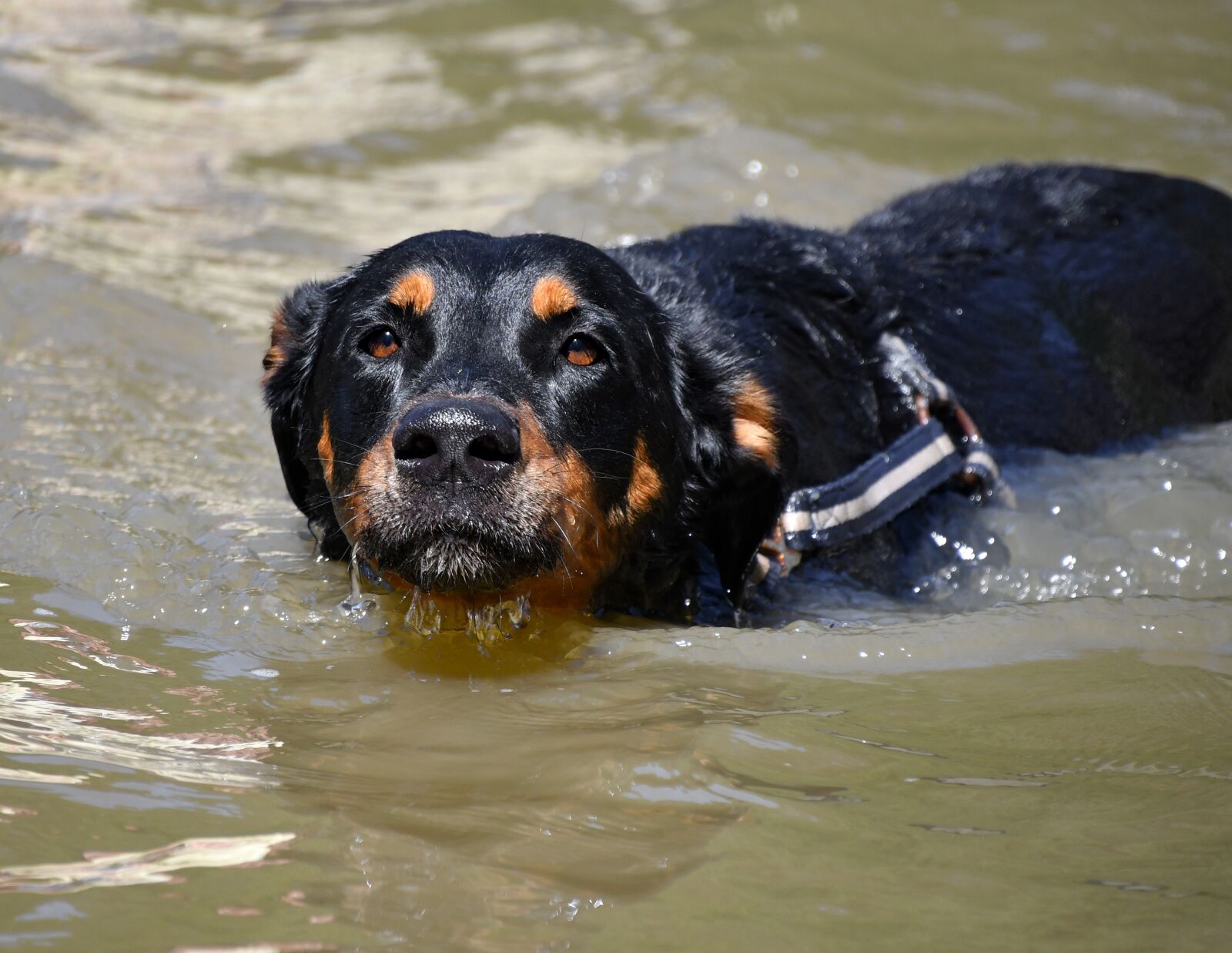 Nikon D500 sample photo. Dog, swimming, pond photography