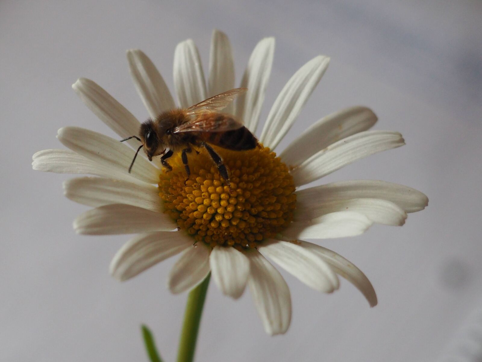 Olympus OM-D E-M10 II sample photo. Margaretka, bee, pollinate photography
