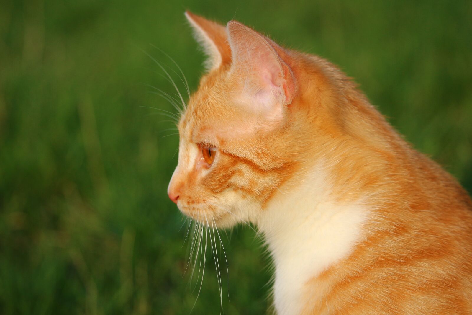 Canon EOS 100D (EOS Rebel SL1 / EOS Kiss X7) sample photo. Cat, kitten, red mackerel photography