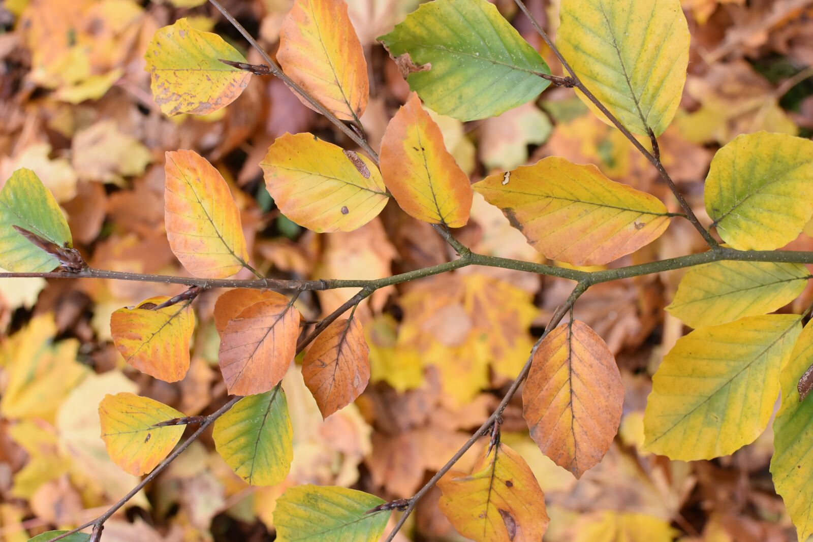 Nikon D7200 sample photo. Leaves, autumn, nature photography