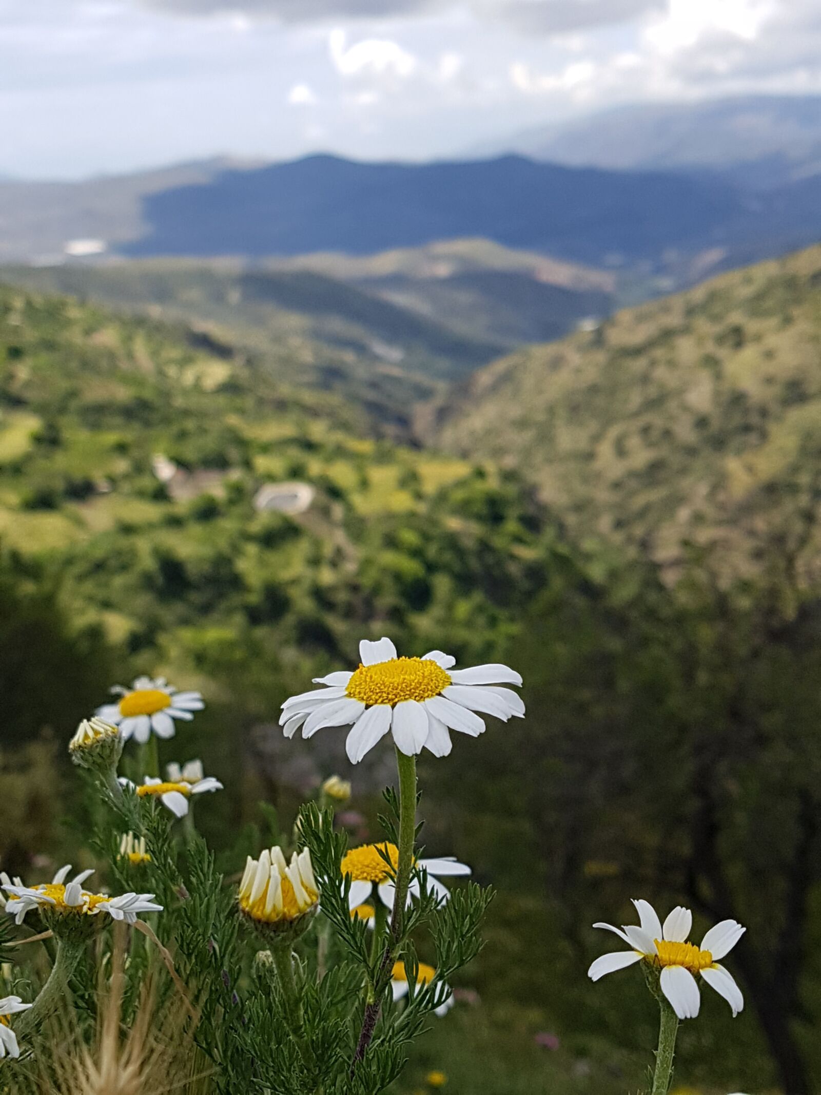 Samsung Galaxy S7 Edge sample photo. Flower, daisy, field photography