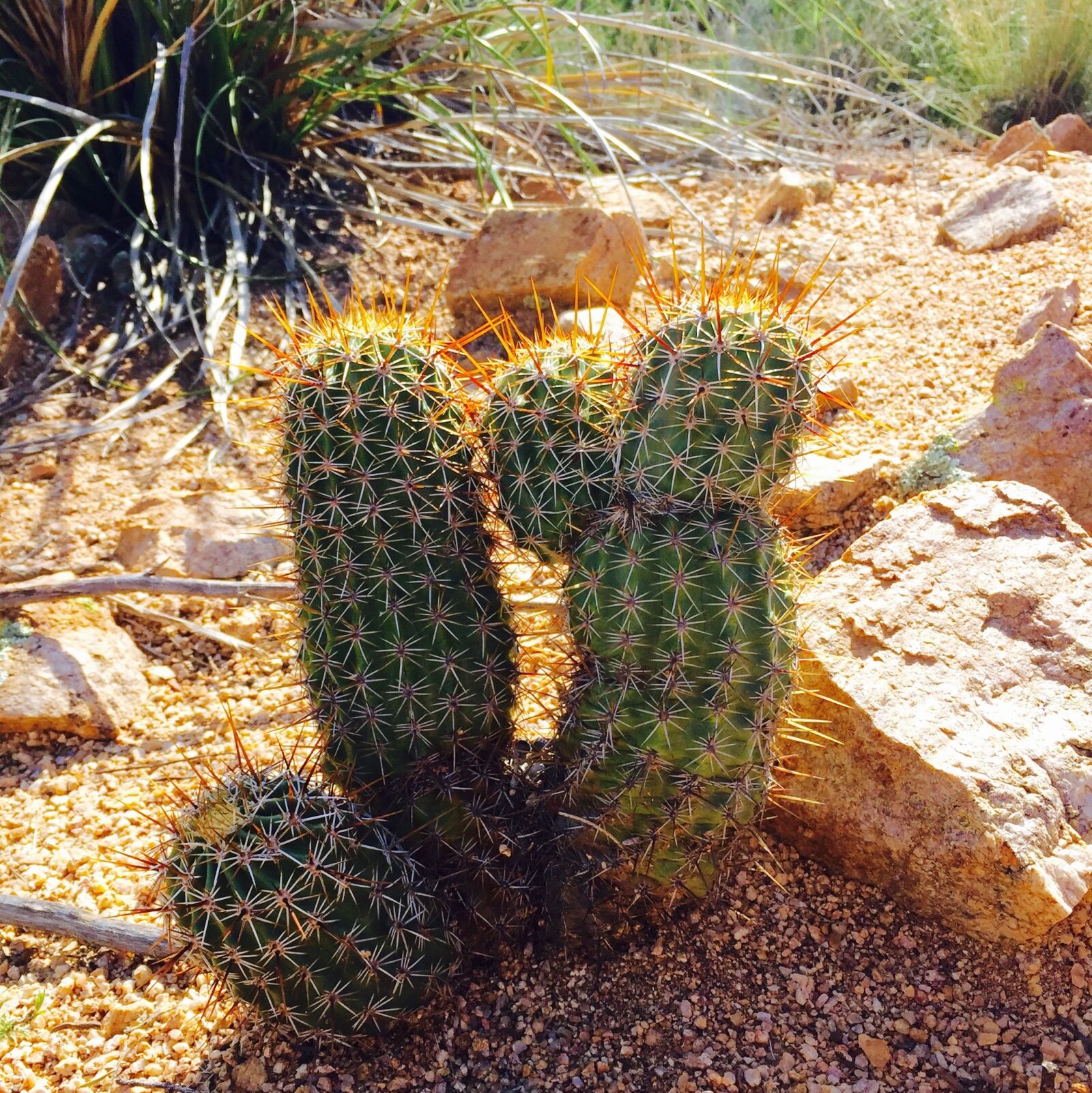 Apple iPhone 6 sample photo. Cactus, desert, arizona photography