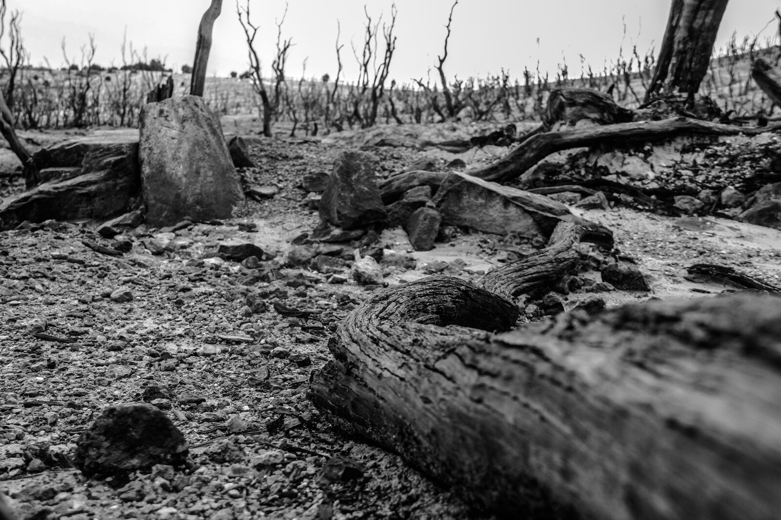 Canon EOS 550D (EOS Rebel T2i / EOS Kiss X4) sample photo. B w, woods, jungle photography