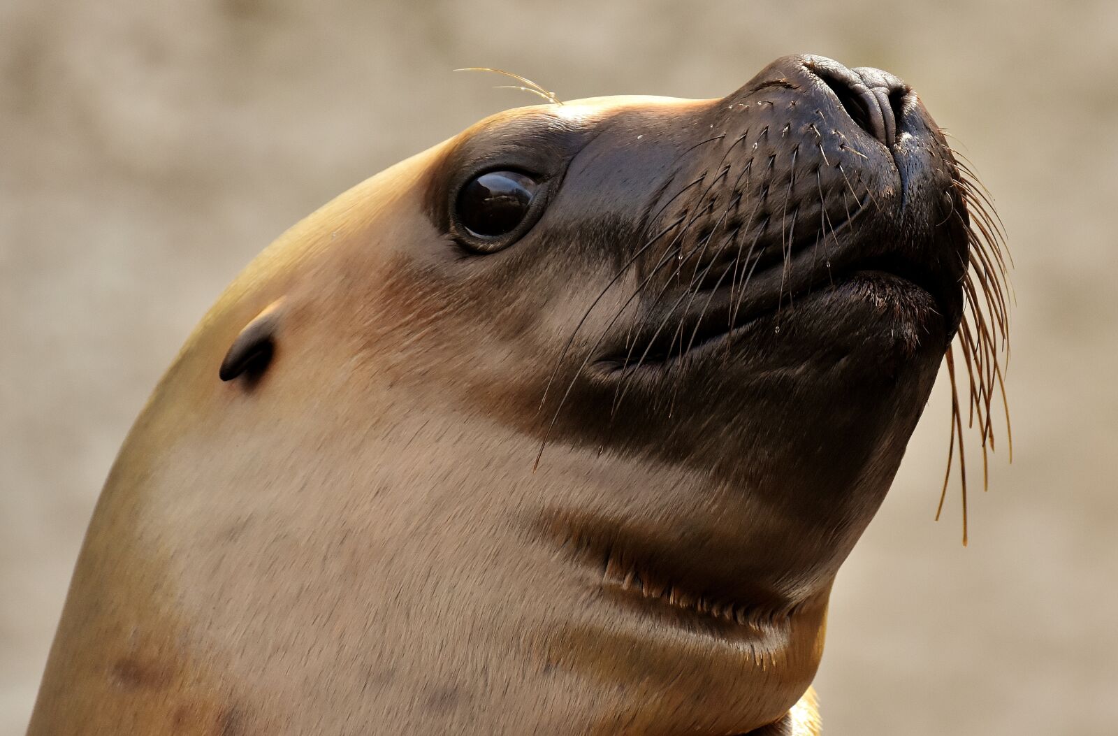 Nikon D7200 sample photo. Seal, sea lion, water photography