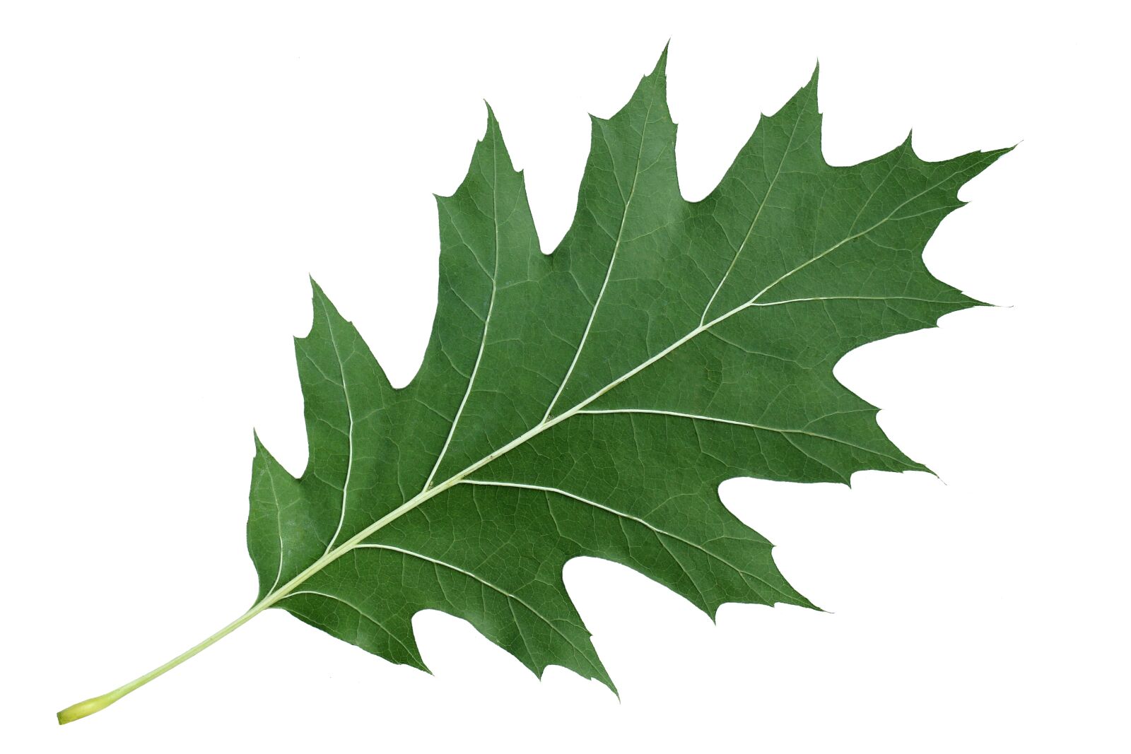 Canon EF 100mm F2.8L Macro IS USM sample photo. Leaf, red oak leaf photography