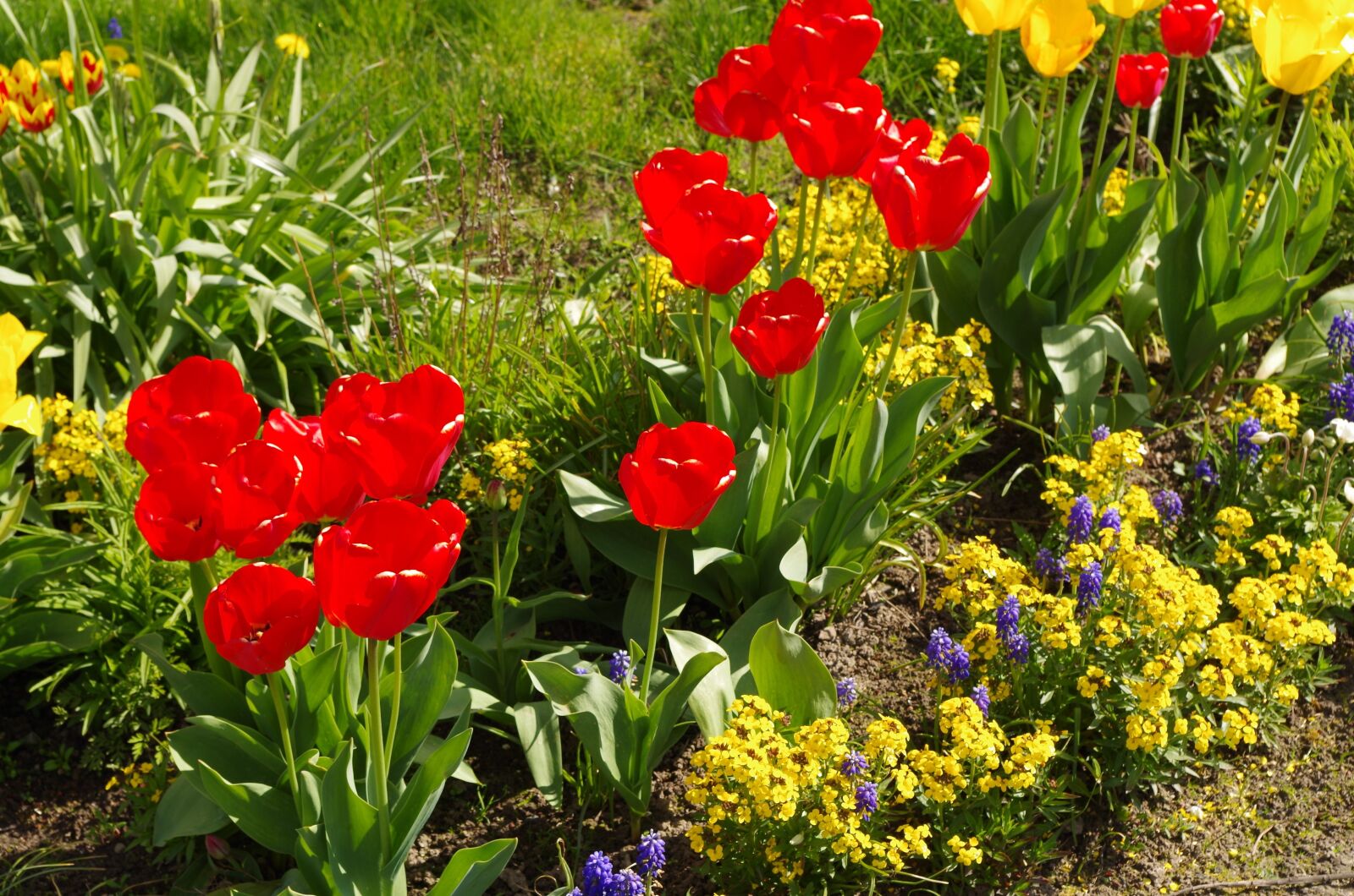 Pentax K-50 sample photo. Tulips, spring, garden photography